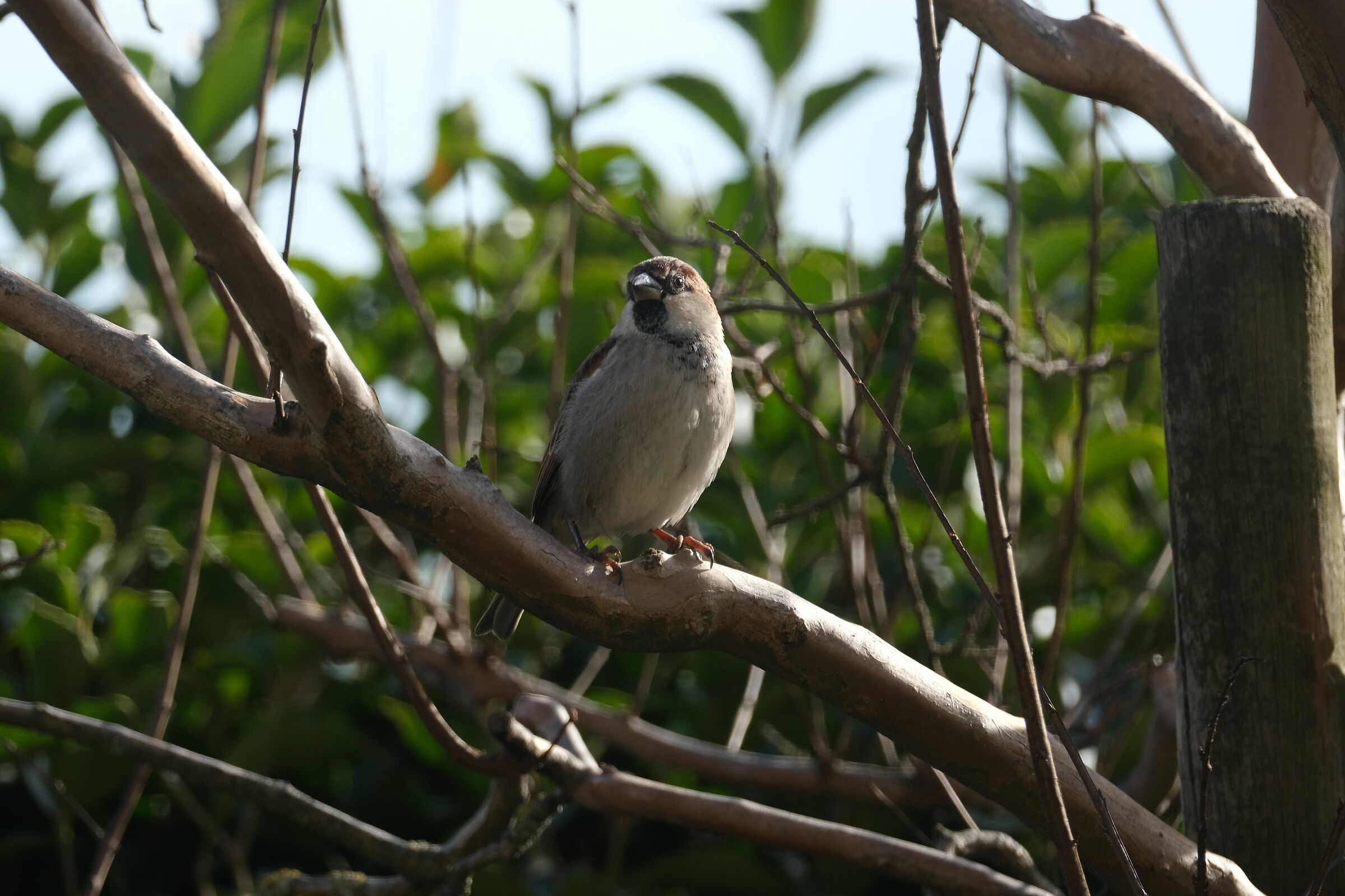 Curious Sparrow