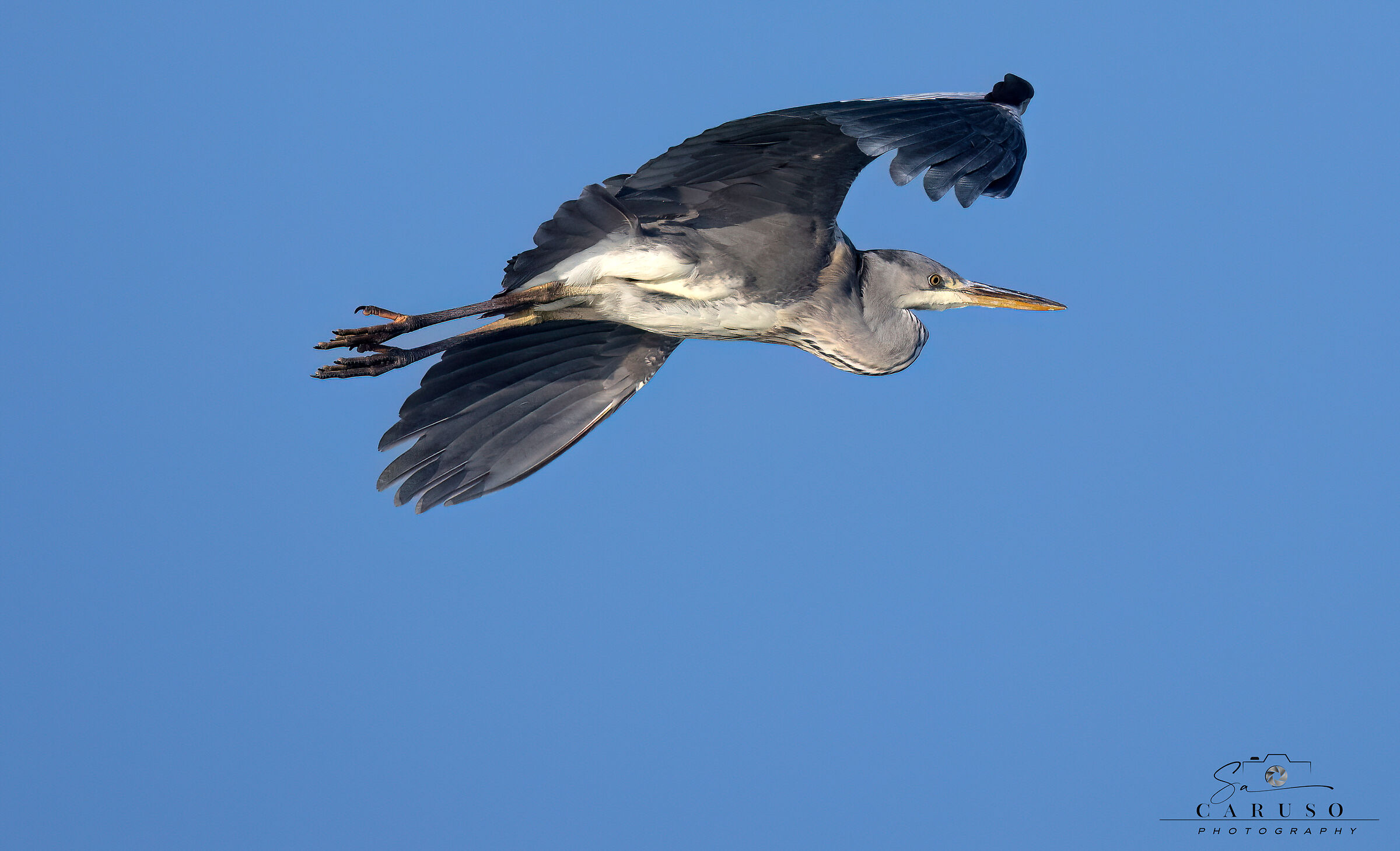 grey heron