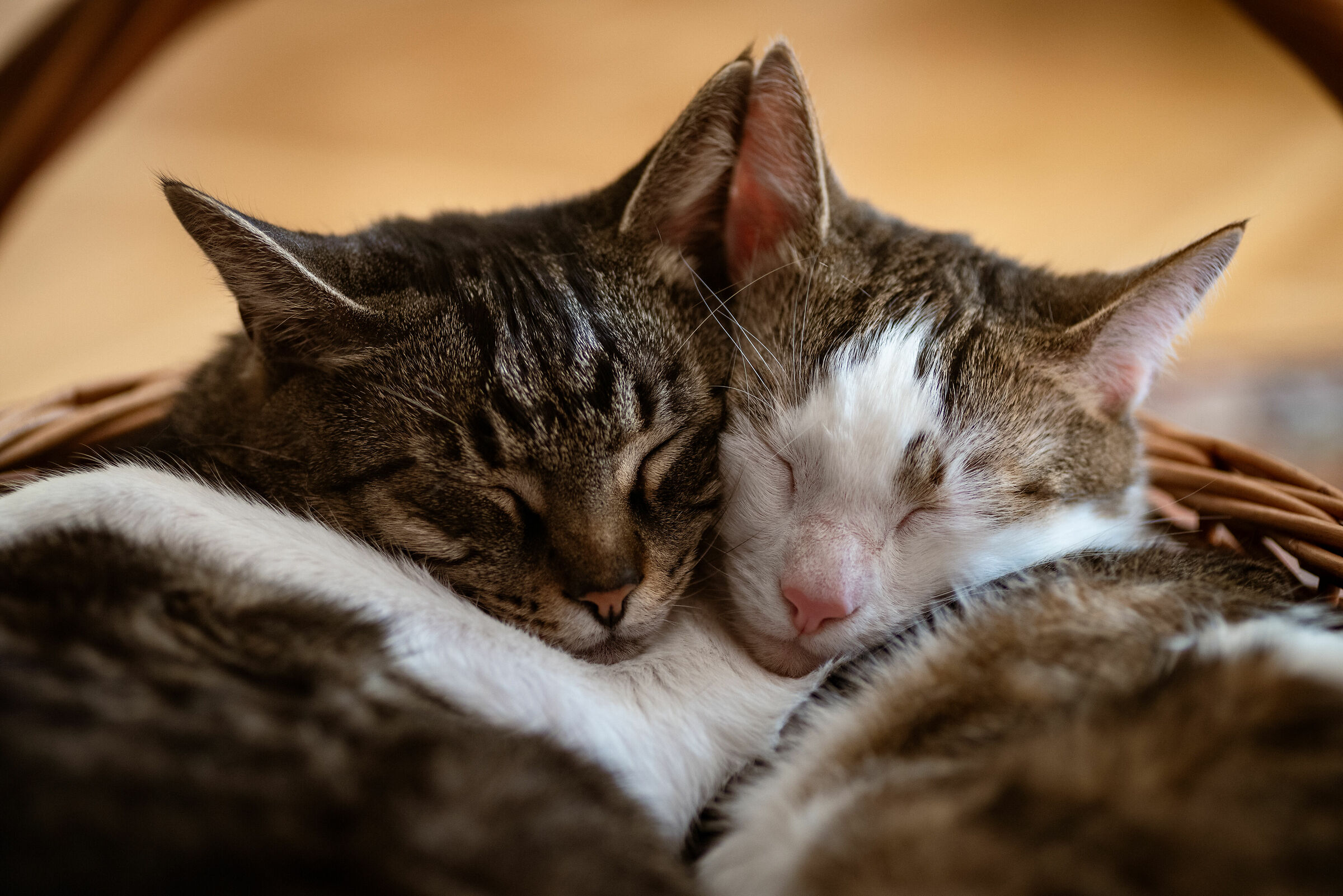 I Fratelli, Maci e Liza