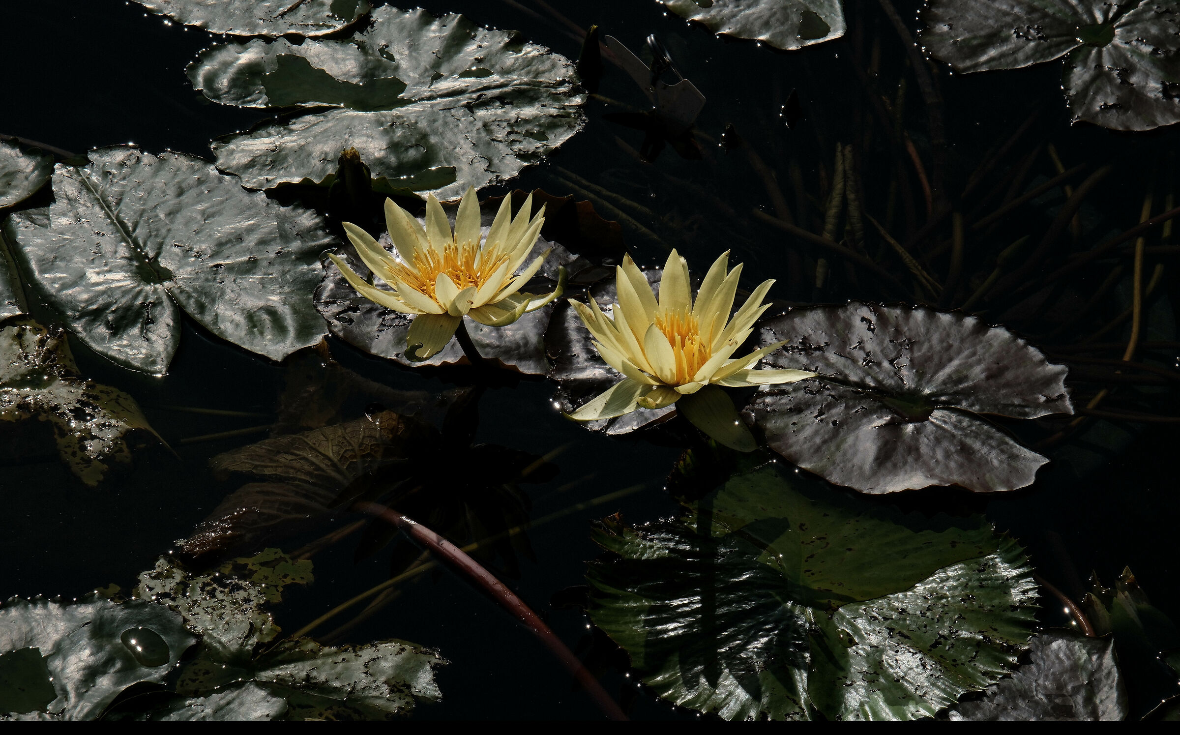 Ninfee1 Kyoto botanical garden