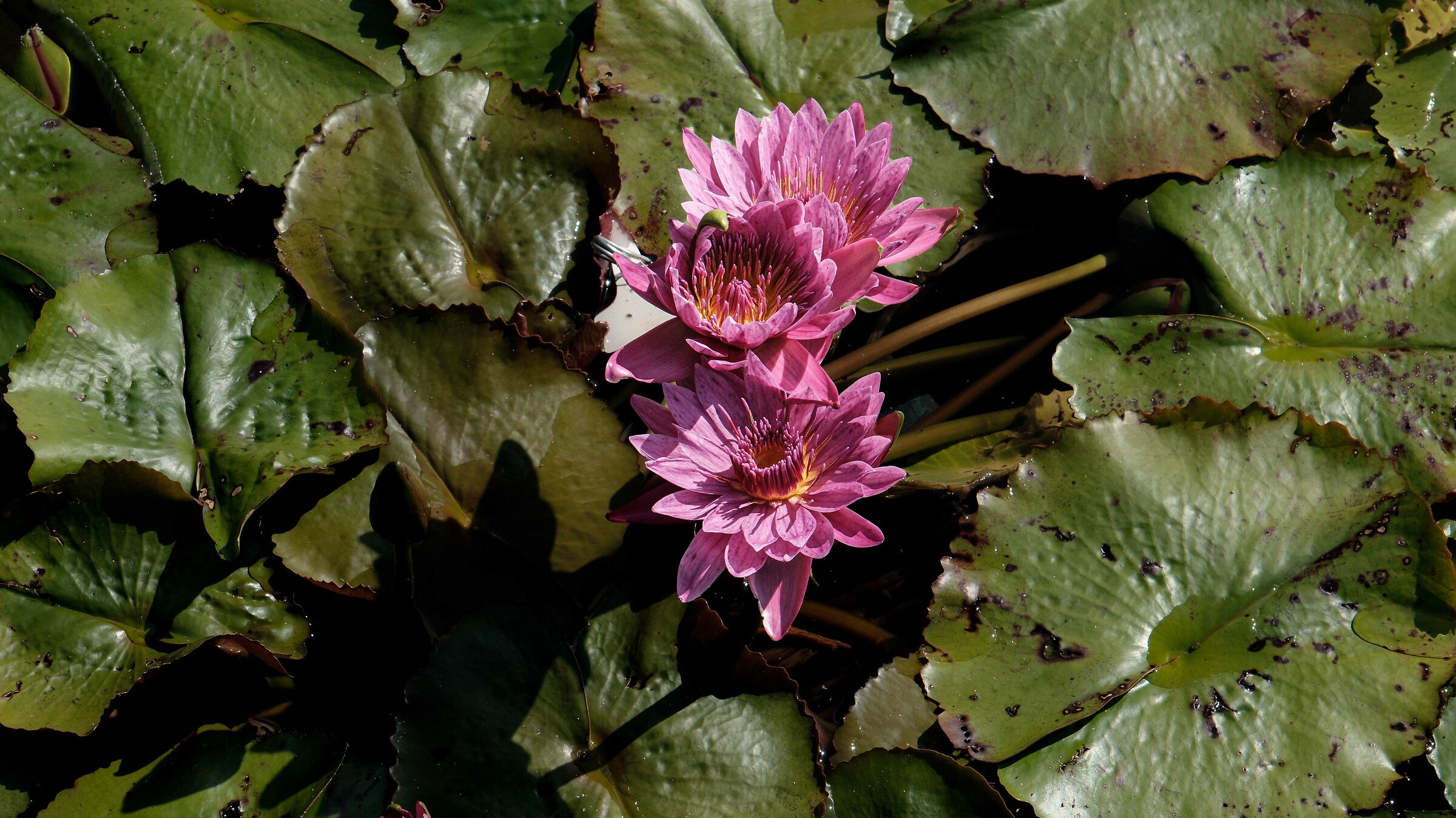 Ninfee2 Kyoto botanical garden