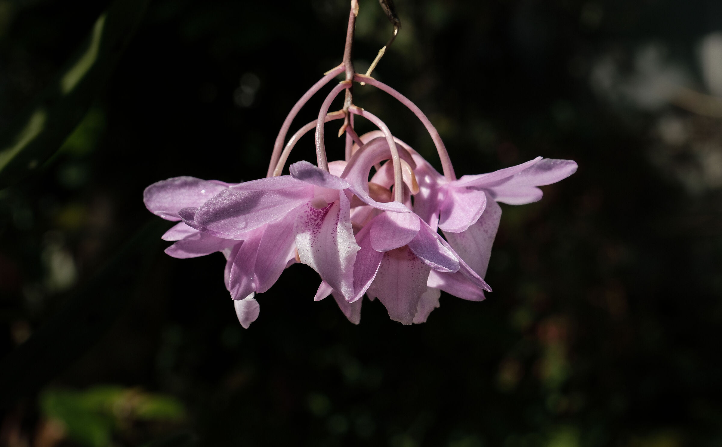 Ninfee Kyoto botanical garden