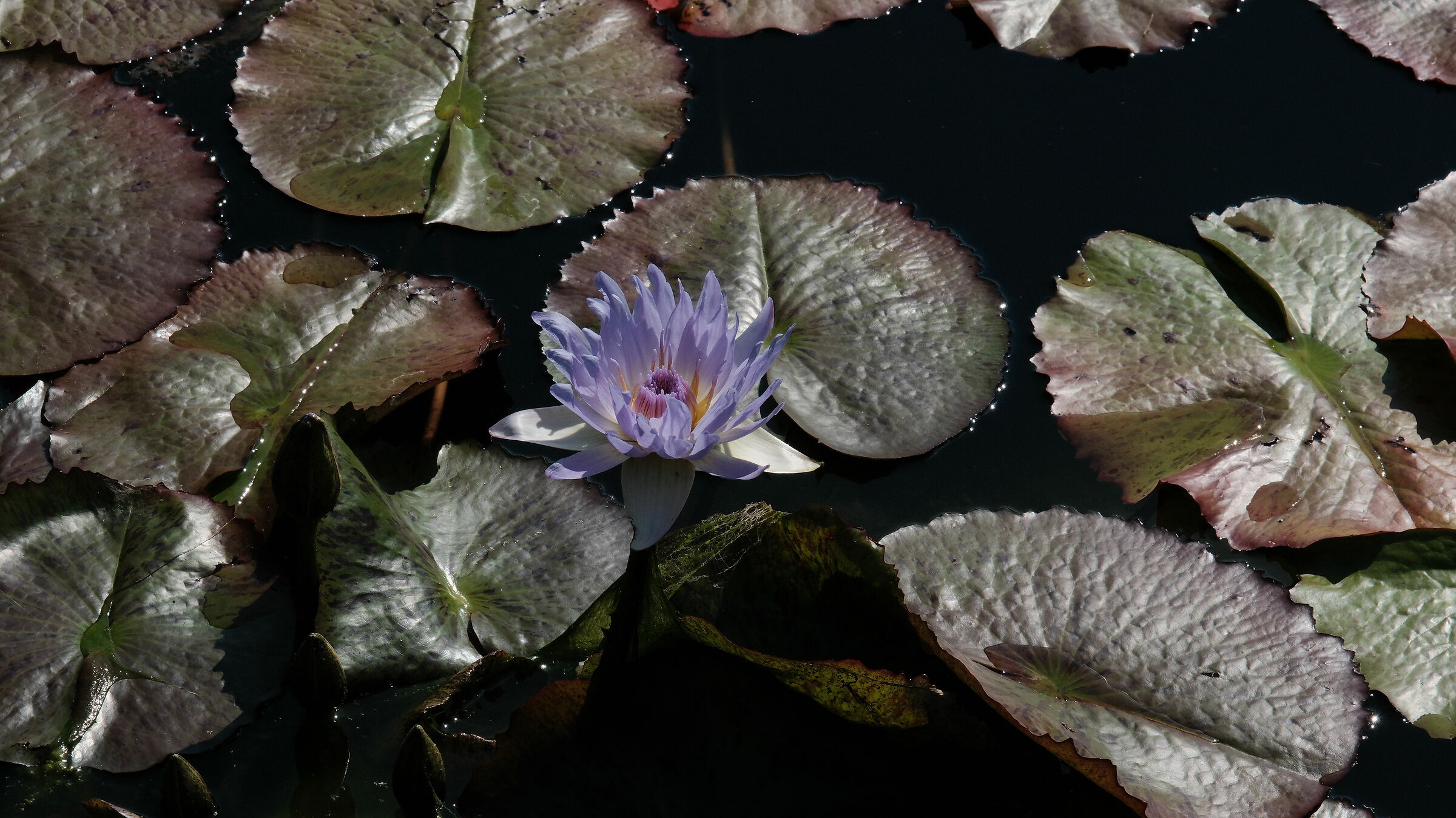 Ninfee3 Kyoto botanical garden