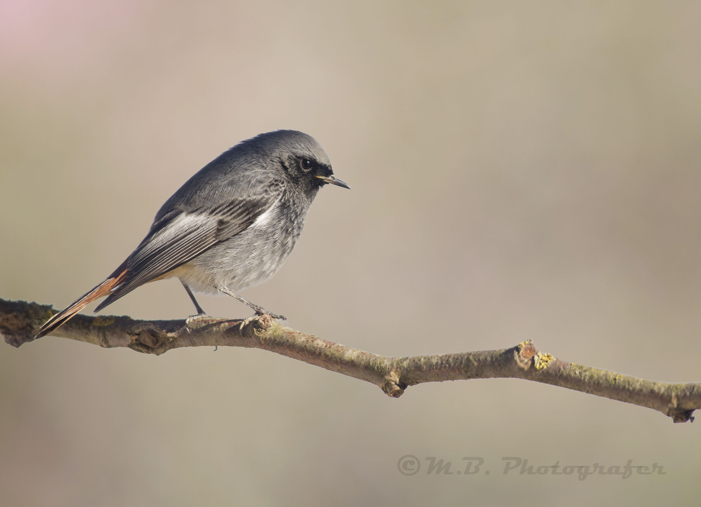 Codirosso spazzacamino