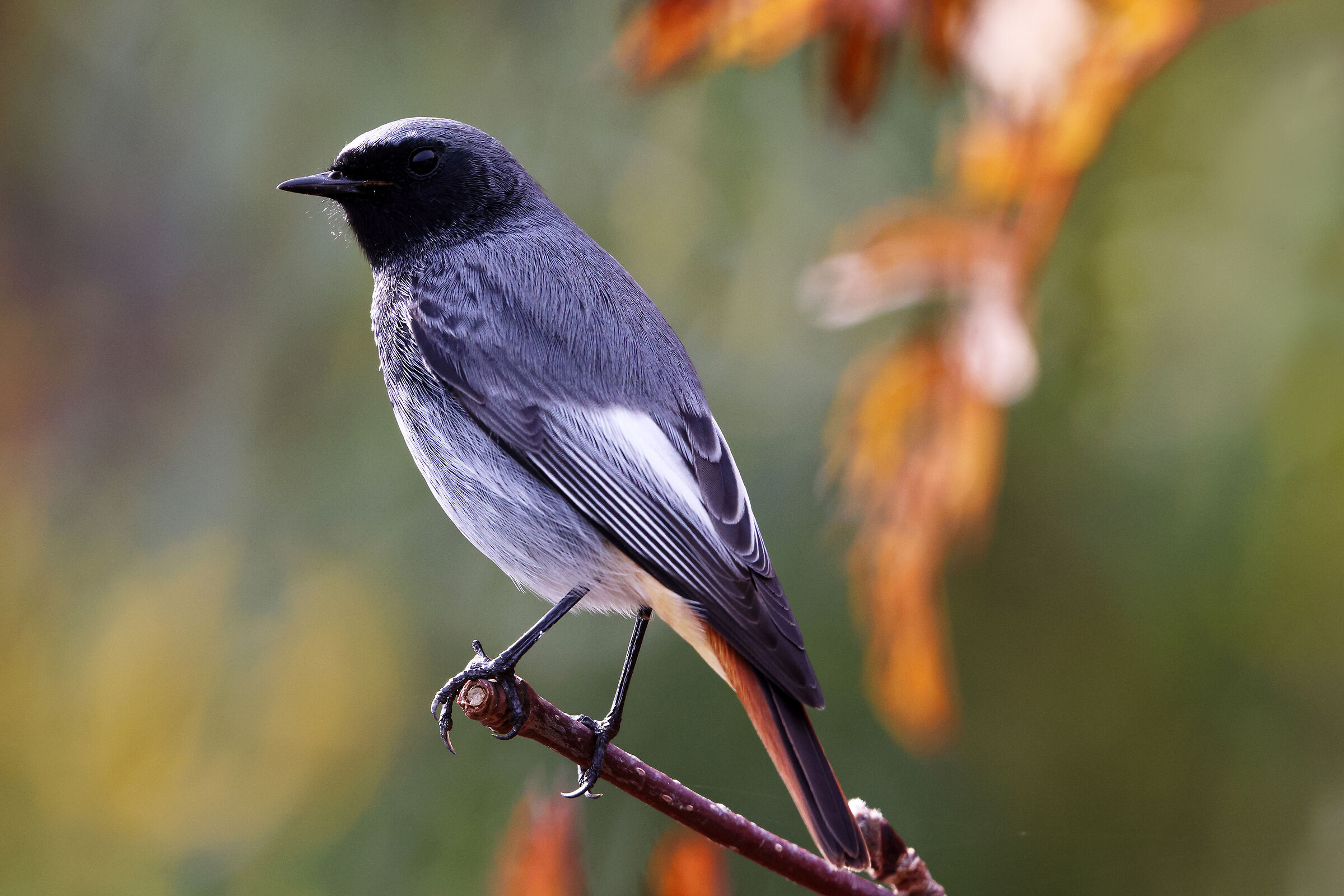 Codirosso spazzacamino