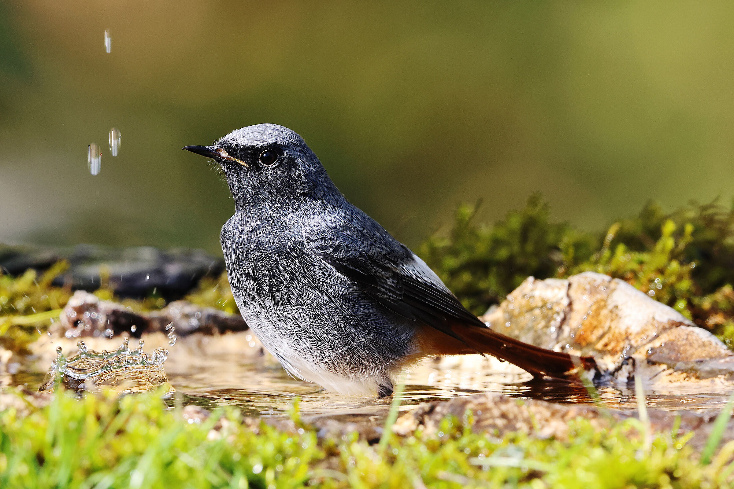 Codirosso spazzacamino
