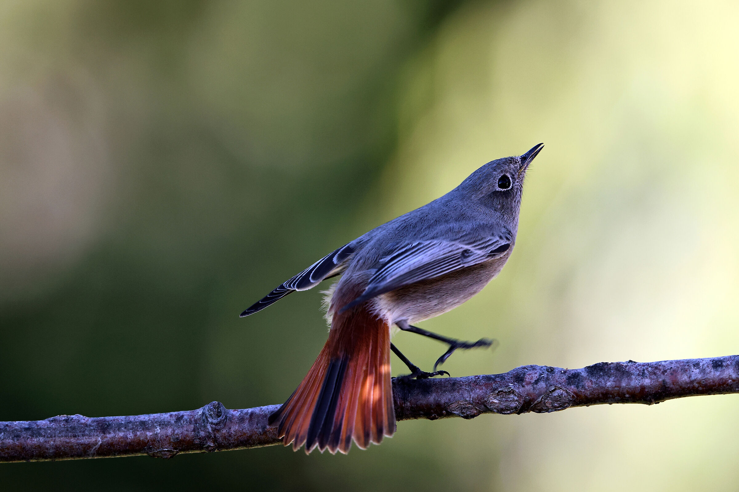 Codirosso spazzacamino femmina