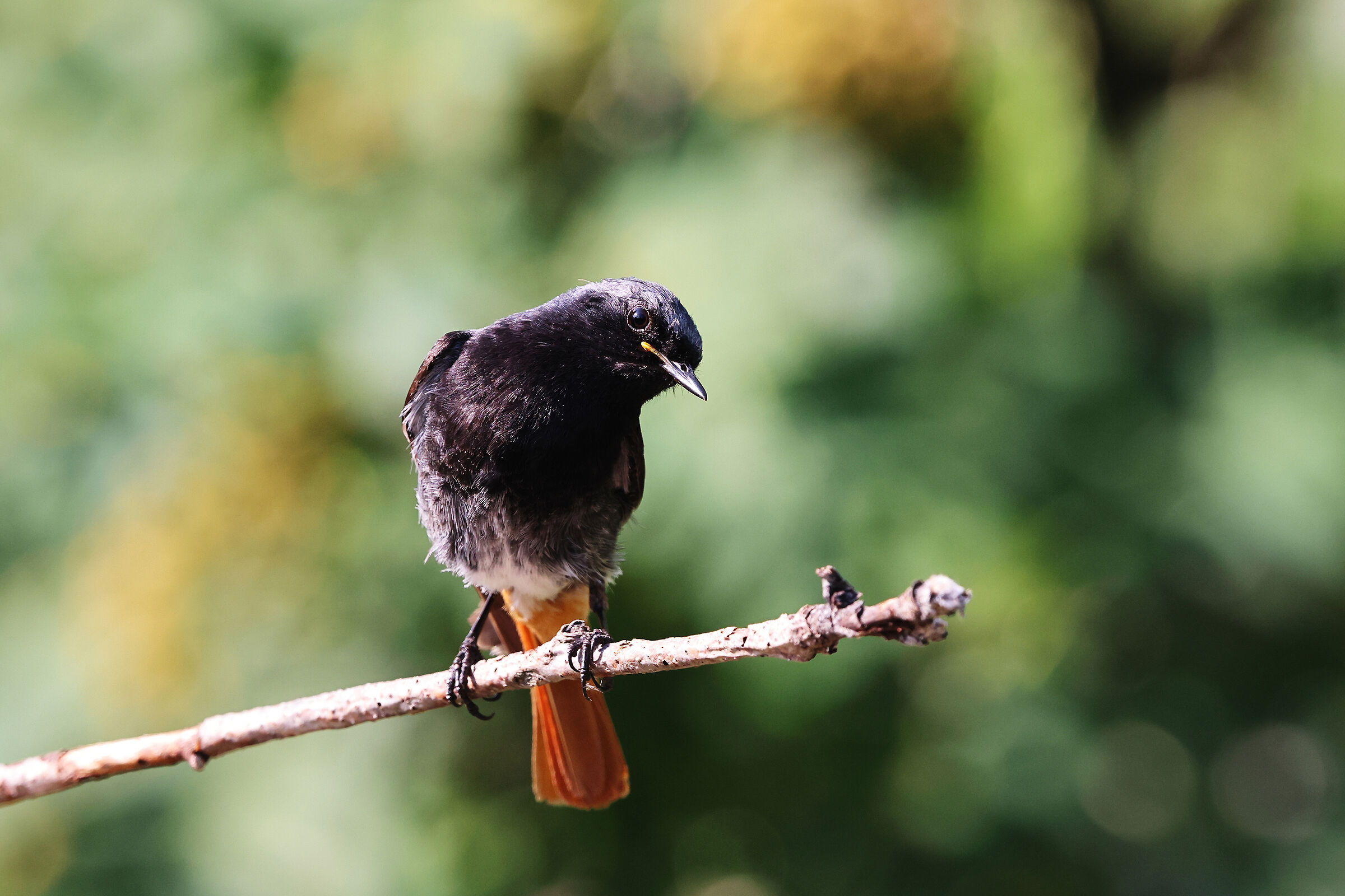 Codirosso spazzacamino giovane