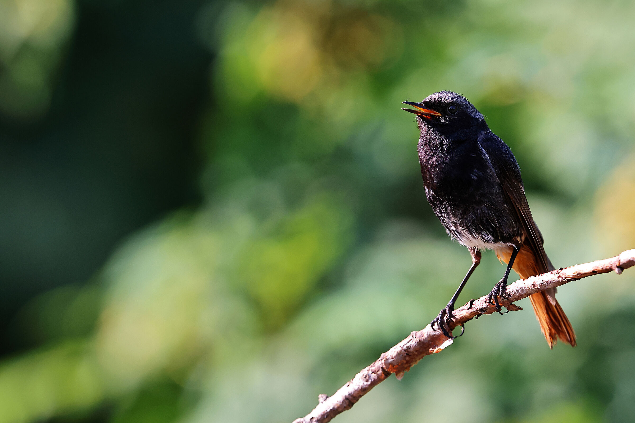 Codirosso spazzacamino giovane