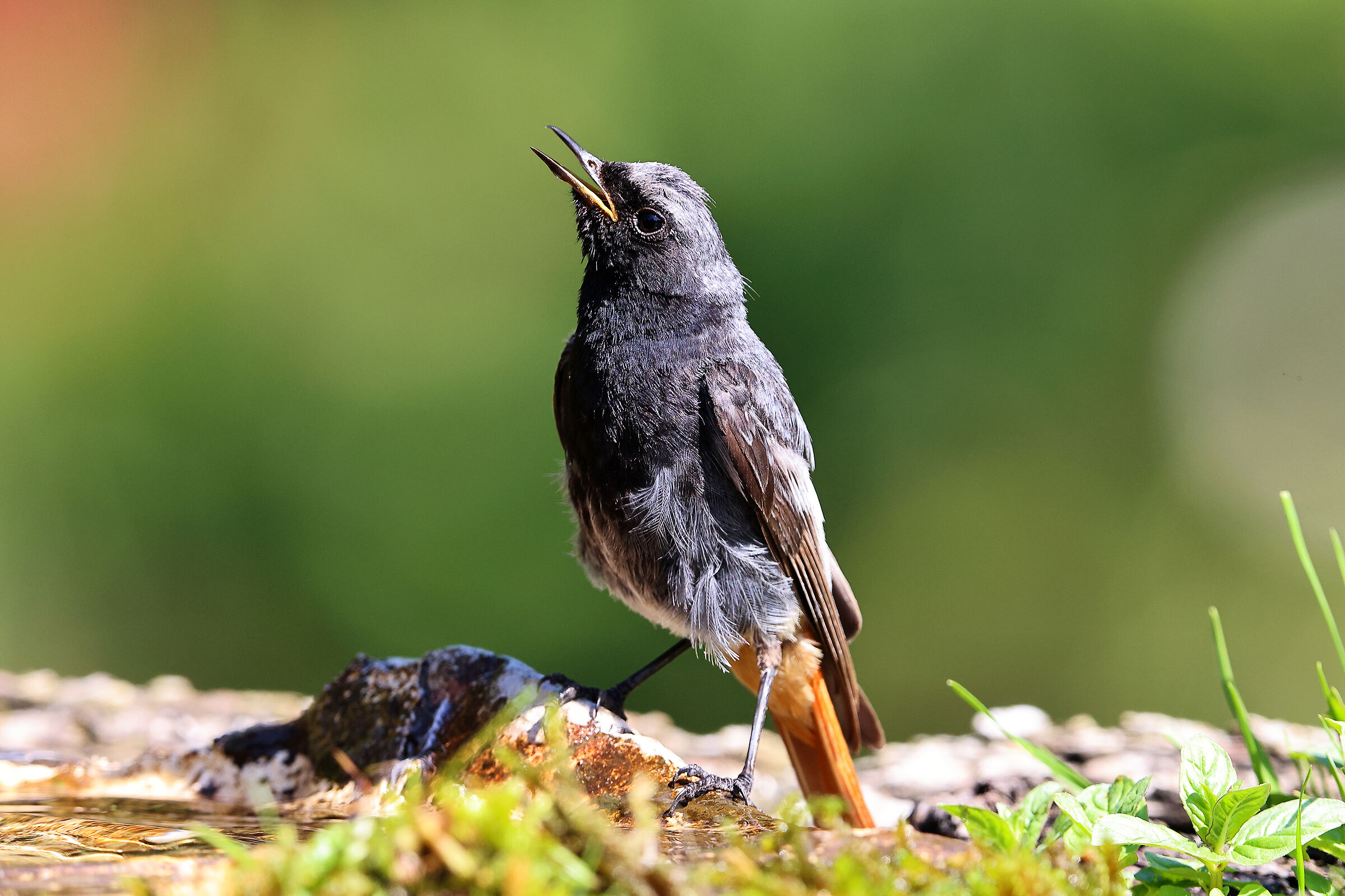Codirosso spazzacamino giovane