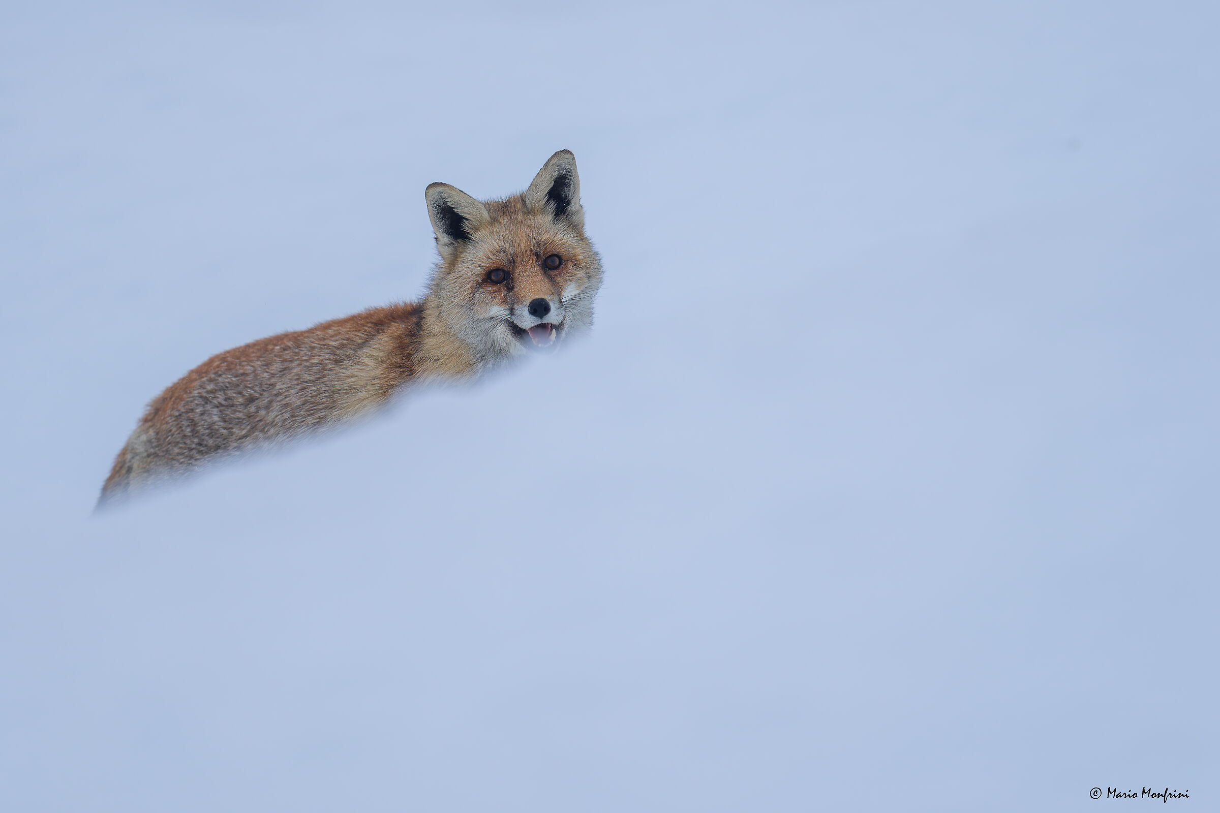Fox in the snow