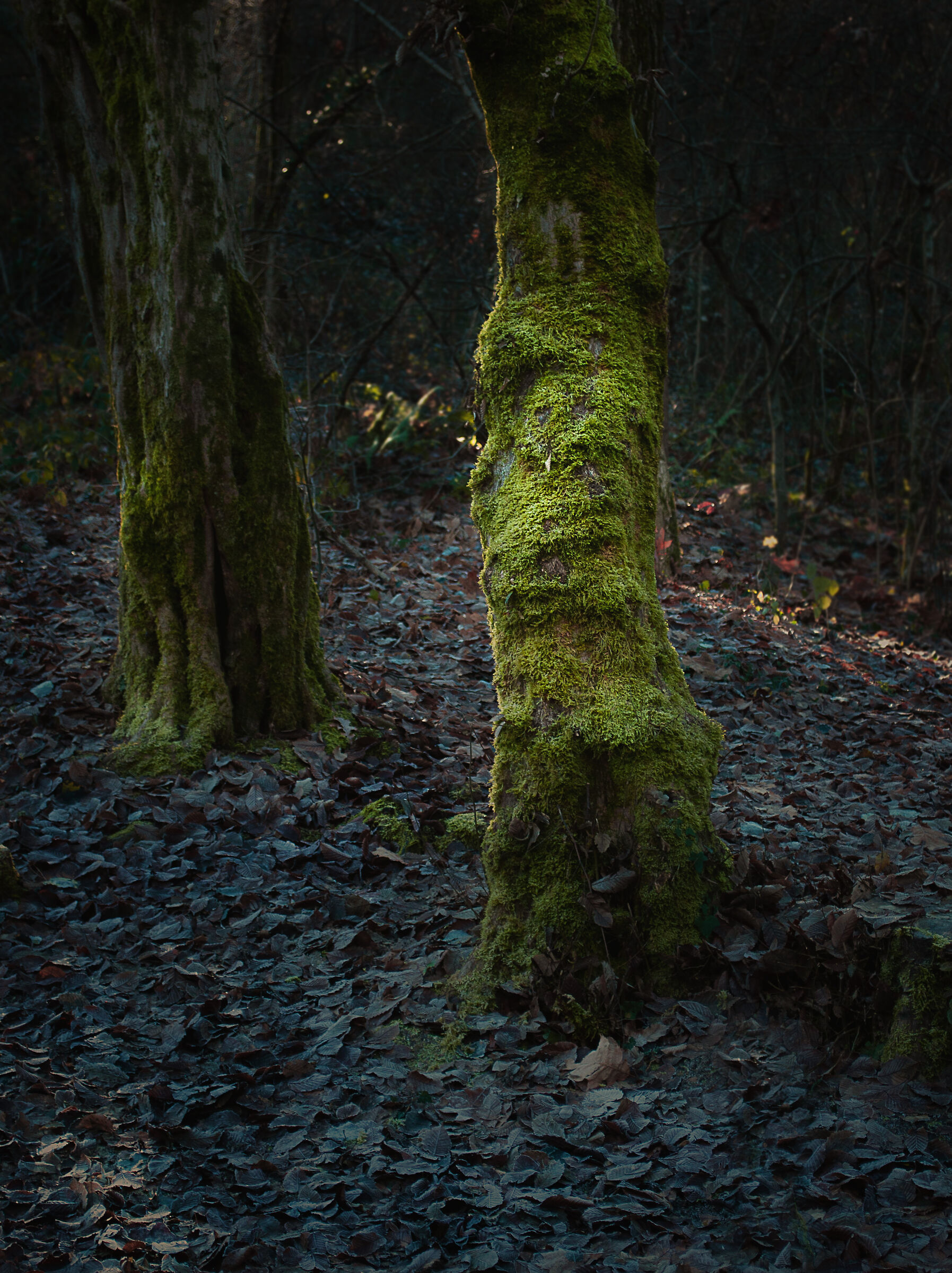 C'è luce nel bosco