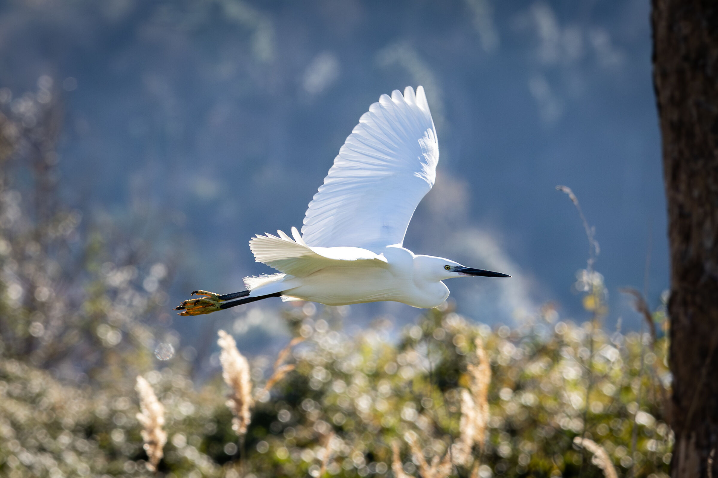 Egretta Egret