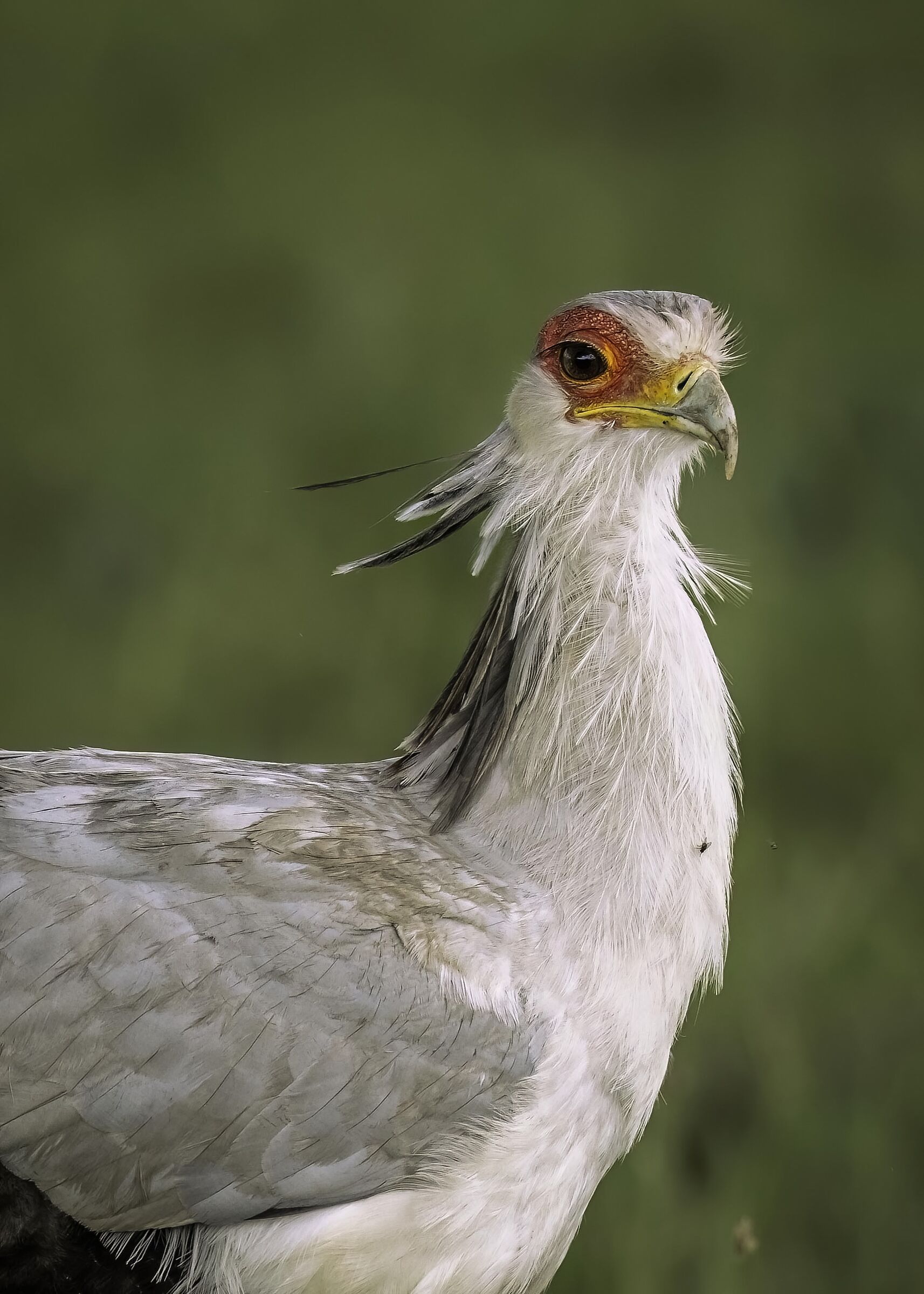 Secretary Bird (Sagittarius serpentarius)