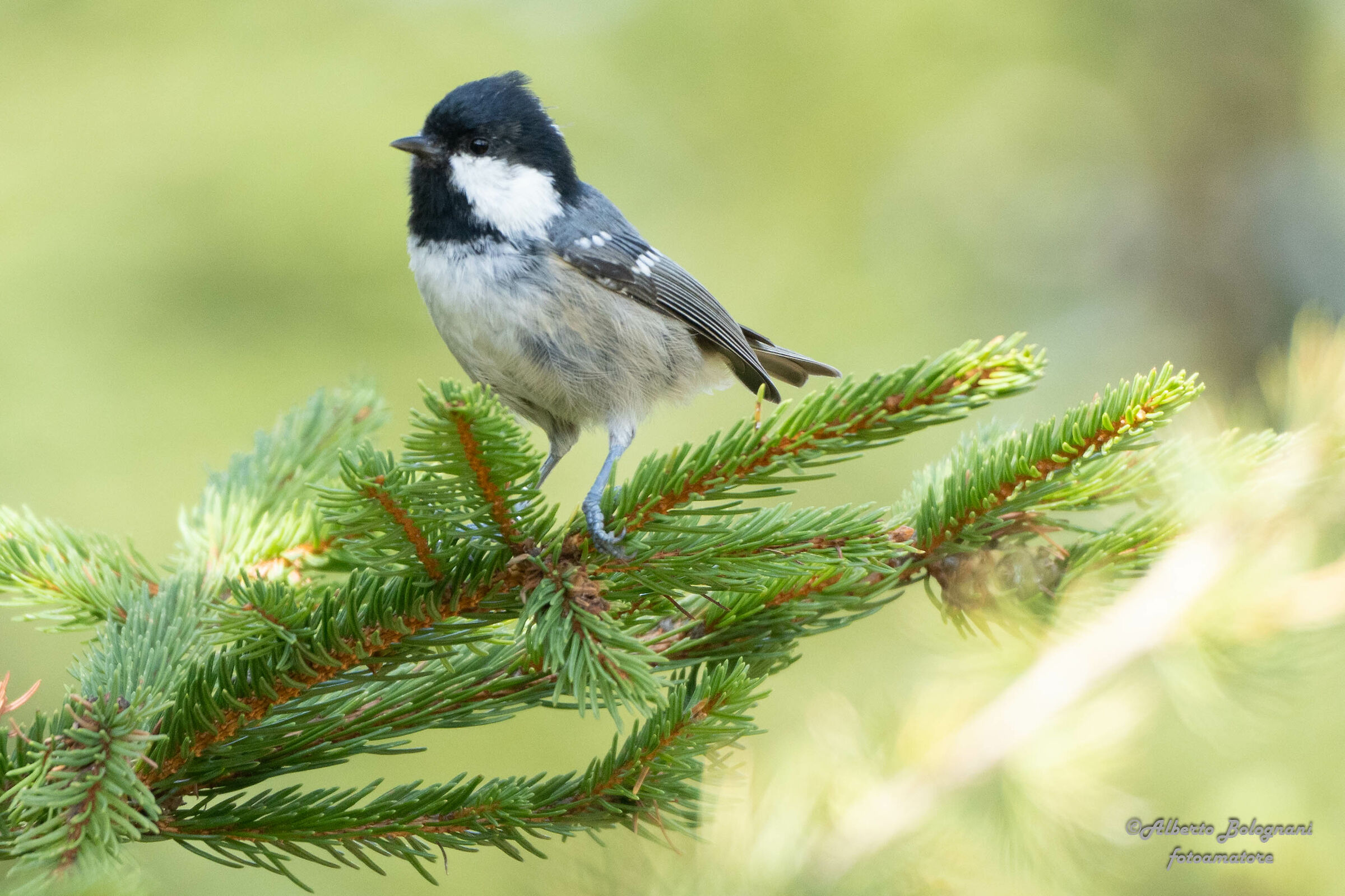 Cincia Bigia o Cincia Alpestre