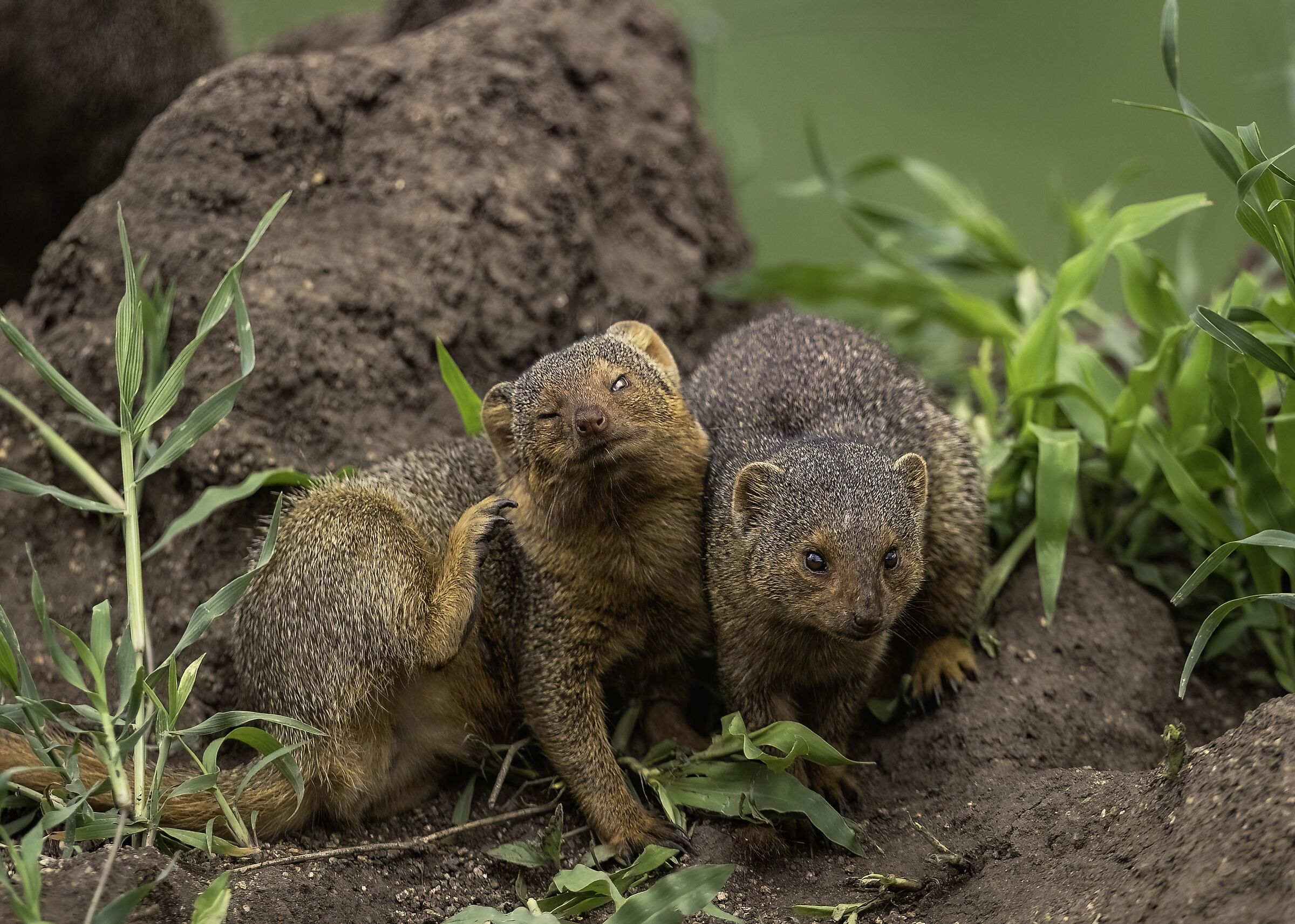 Manguste nane (Helogale parvula)