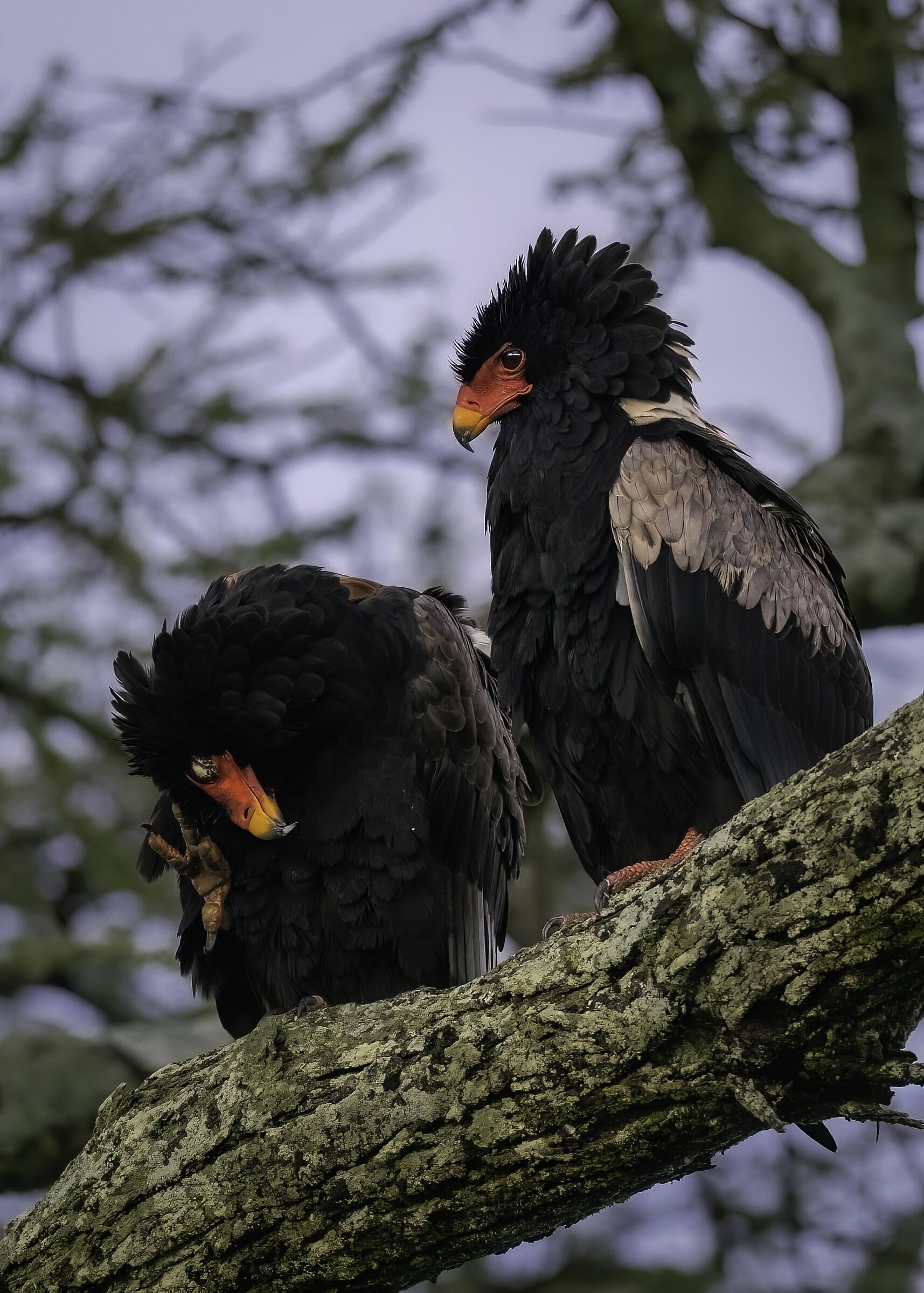 Falco giocoliere (Terathopius ecaudatus)
