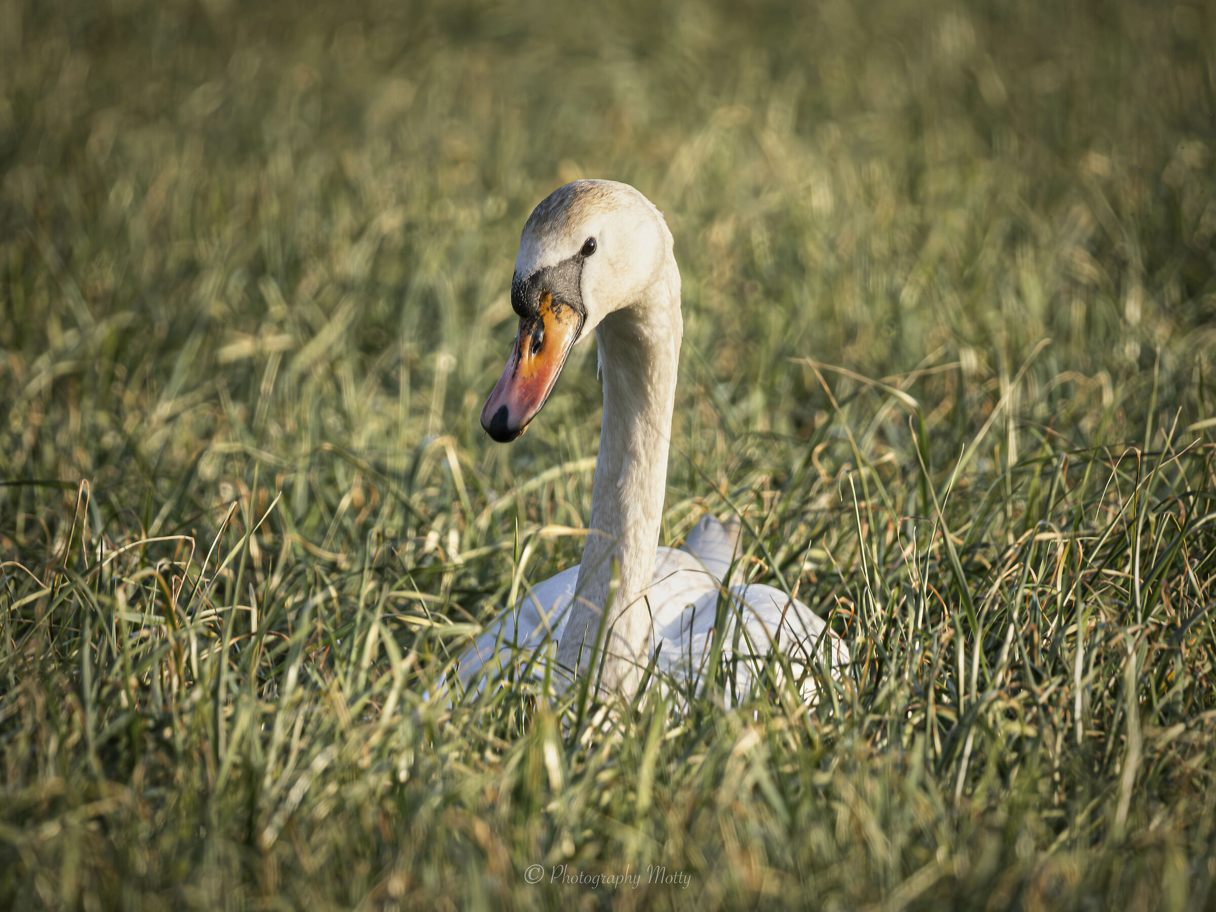Comune e bello sempre