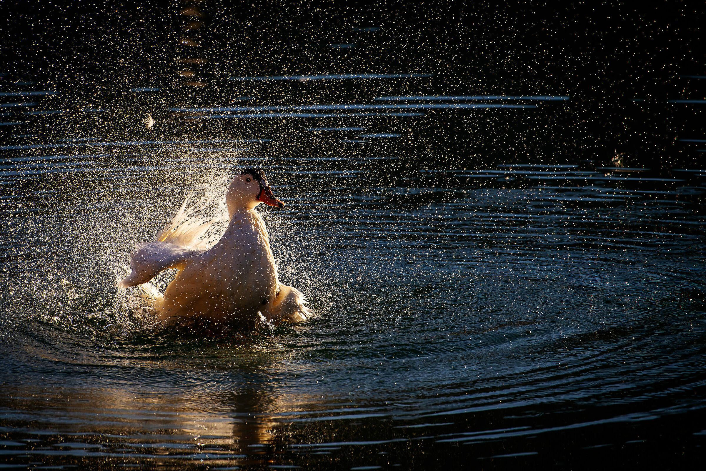 Anatra domestica Ibrida
