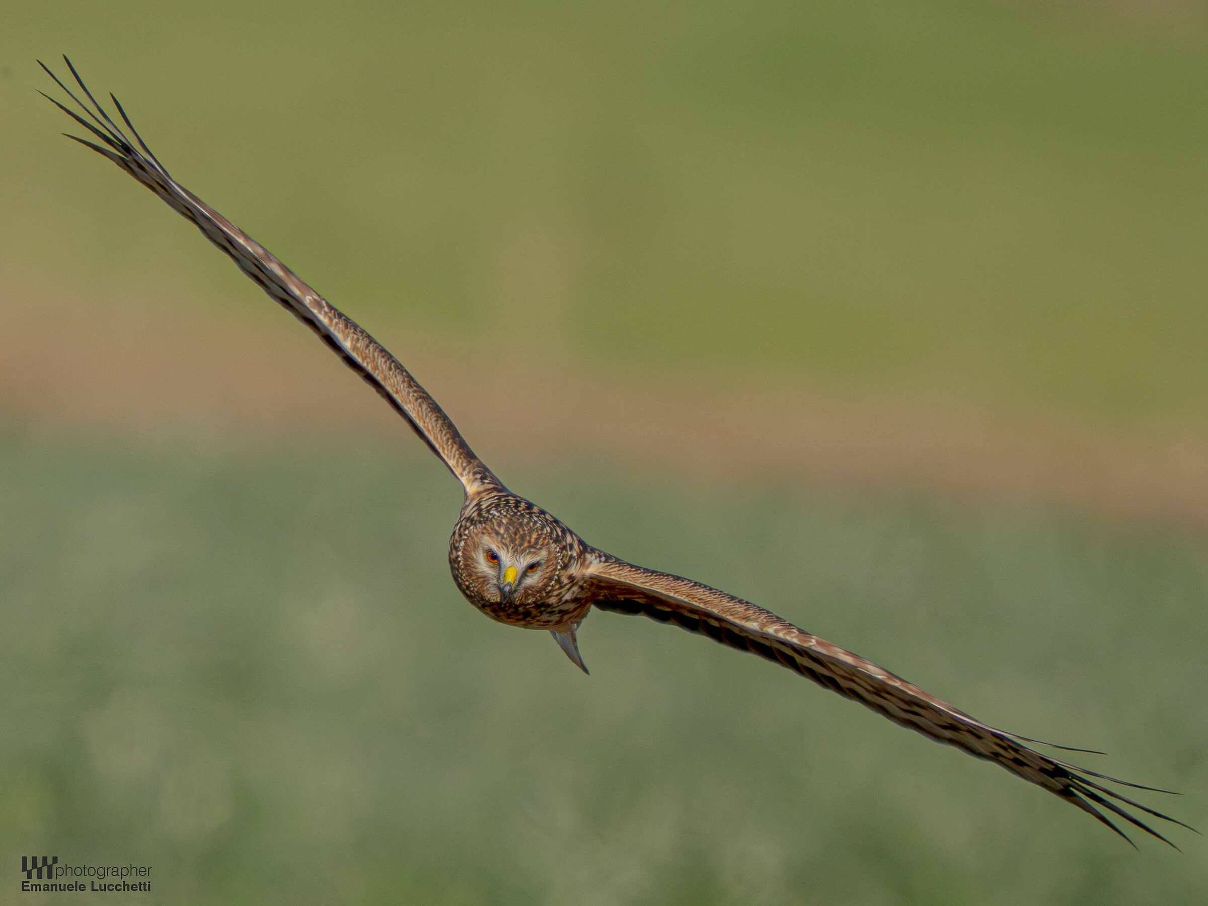 Hen Harrier (f)