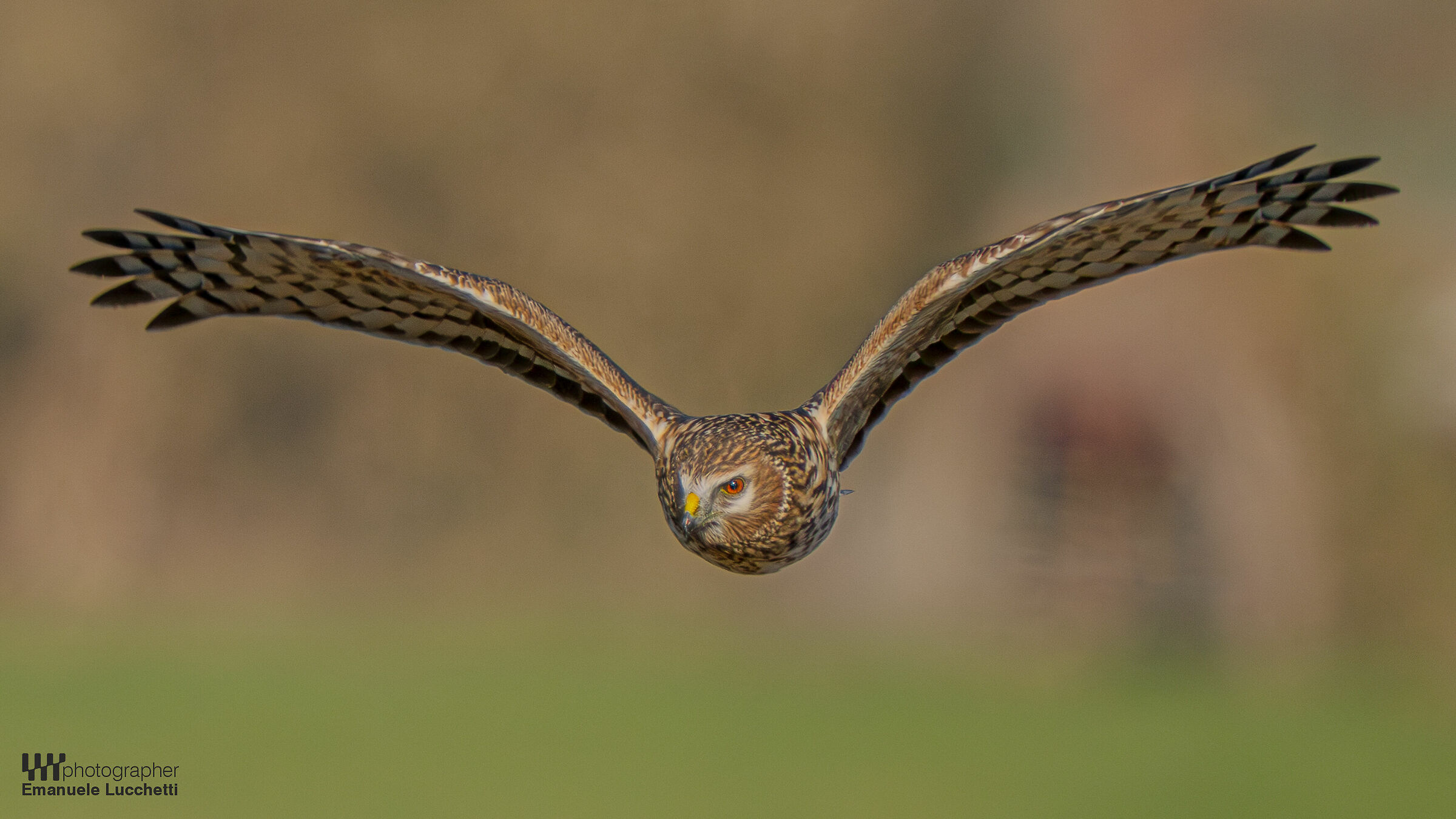 Hen Harrier (f)