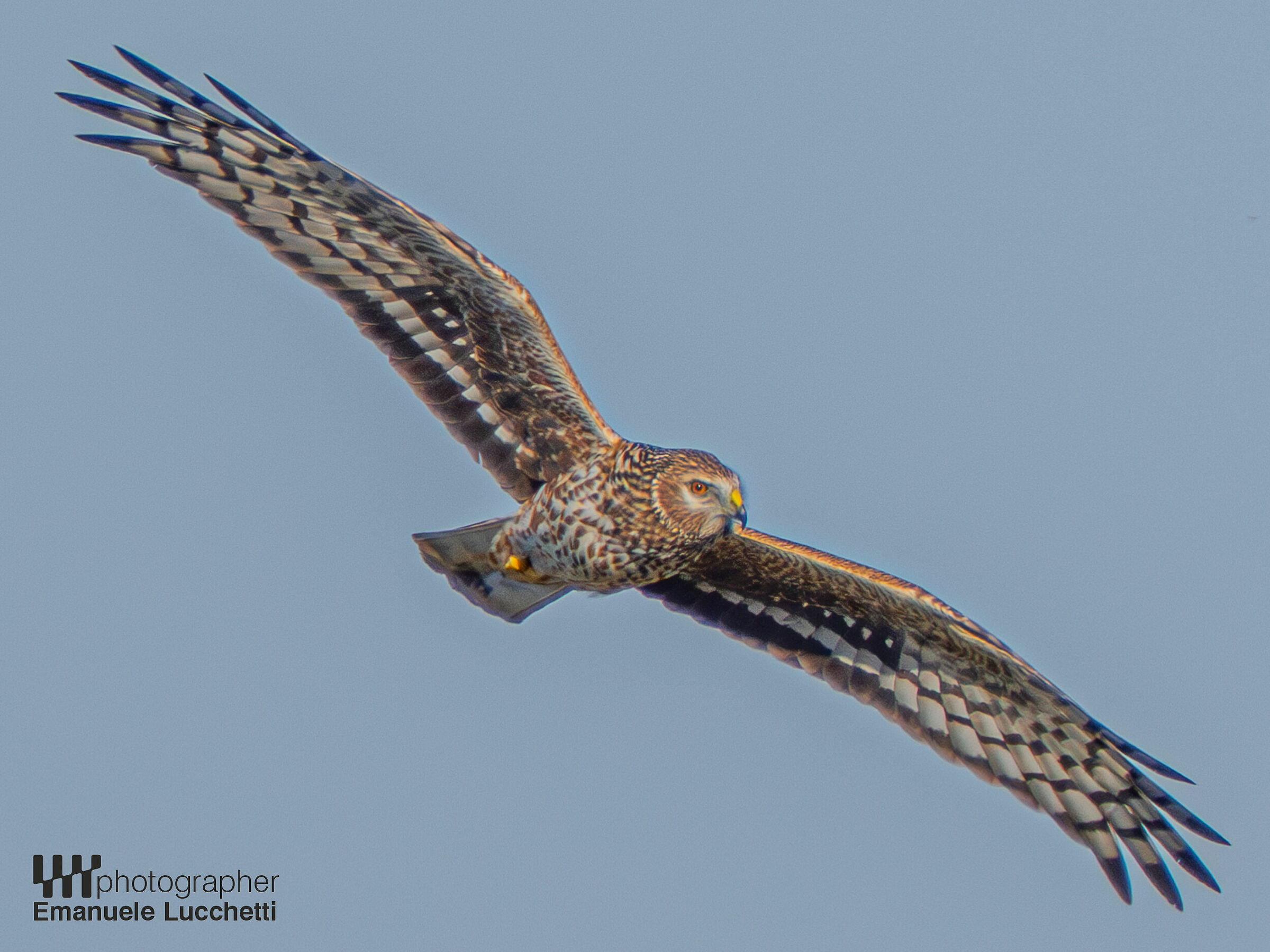 Hen Harrier (f)