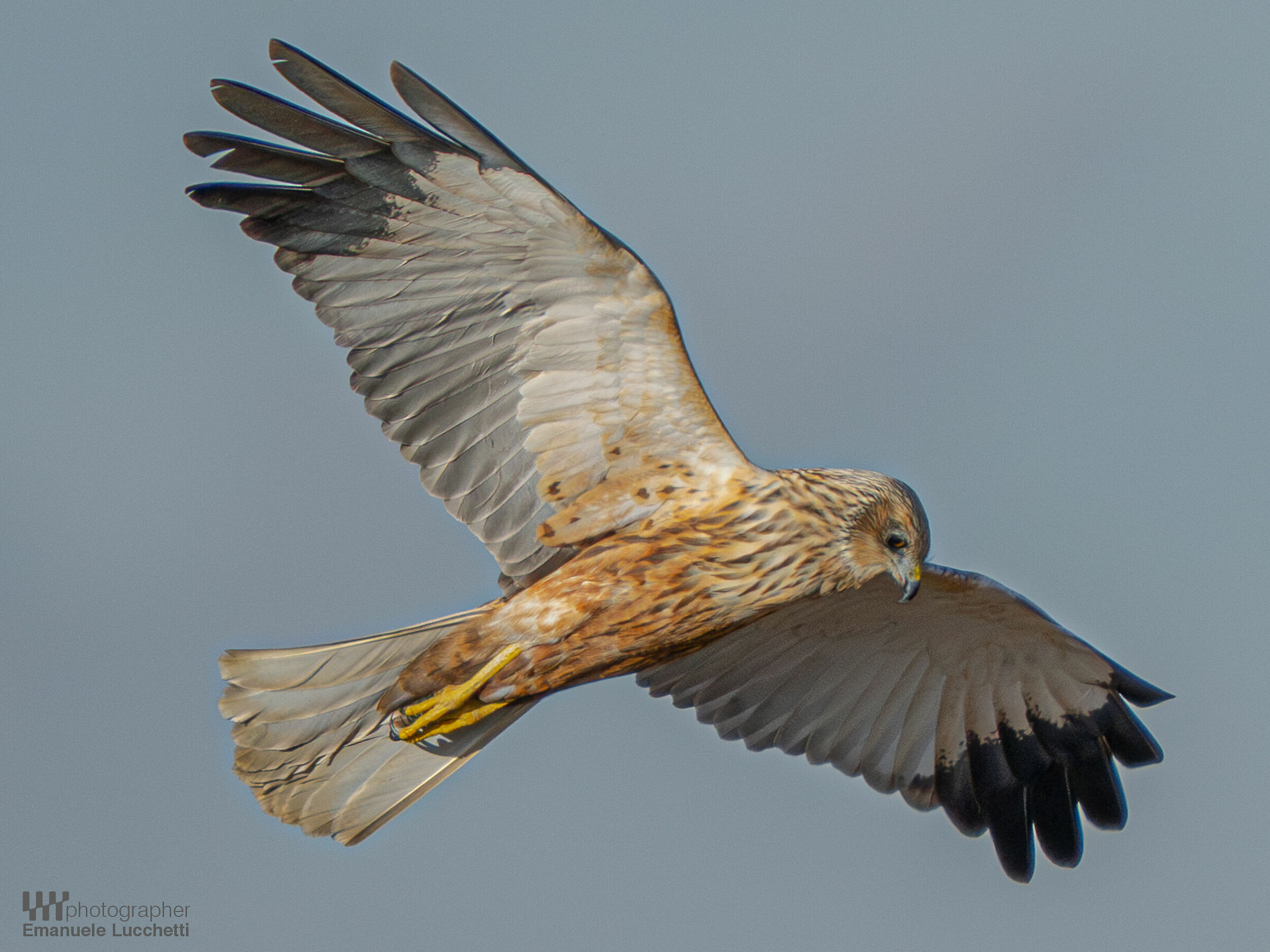 Marsh Harrier (Bad)