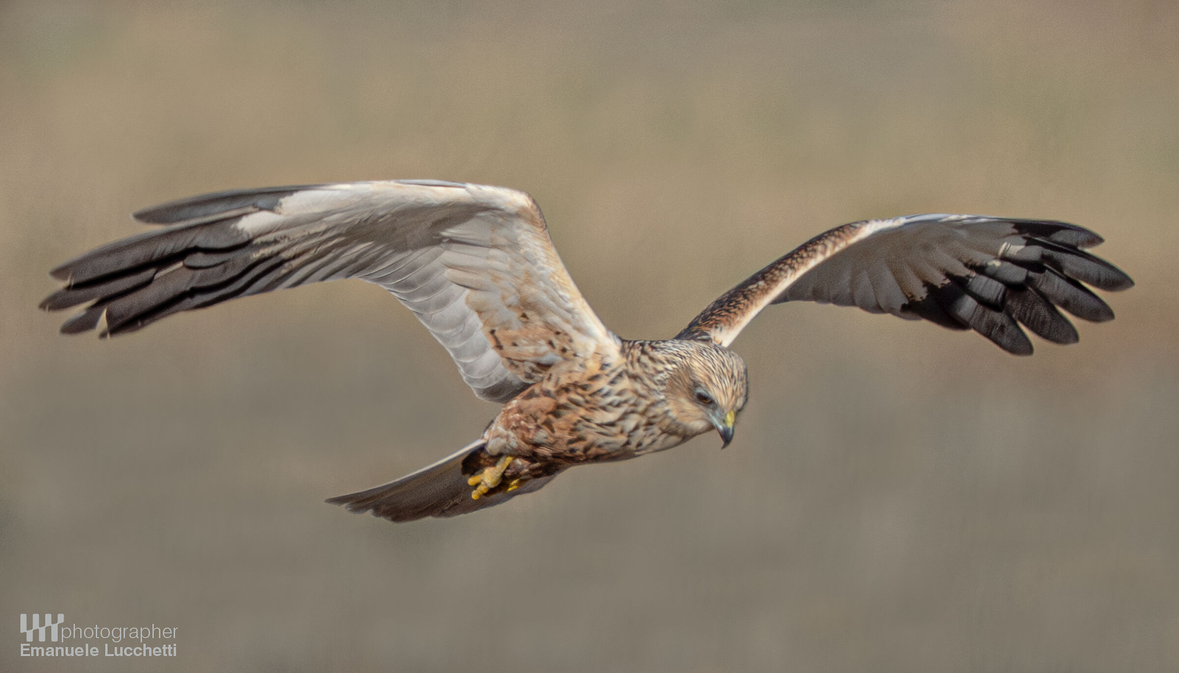 Marsh Harrier (Bad)