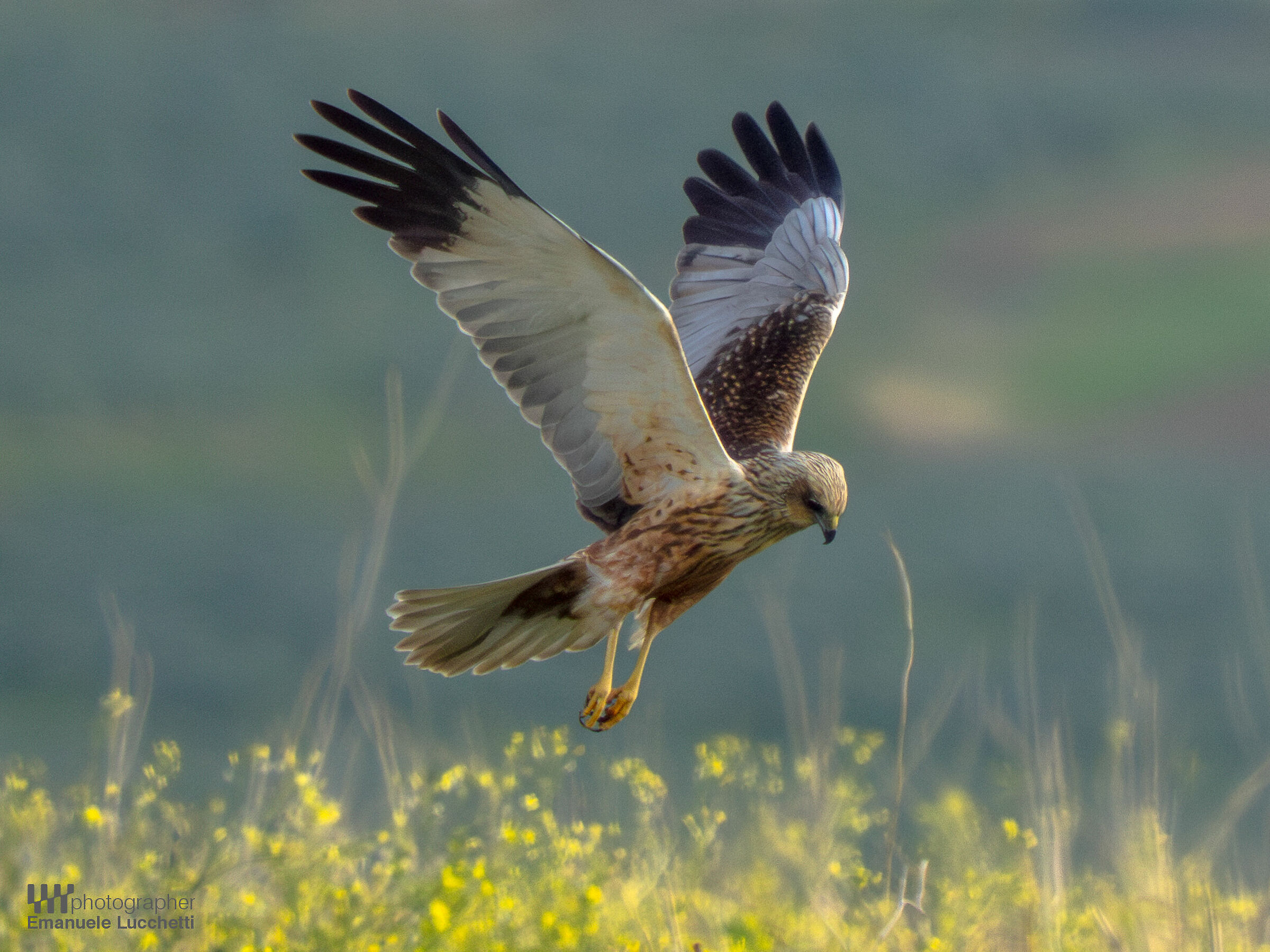 Marsh Harrier (Bad)
