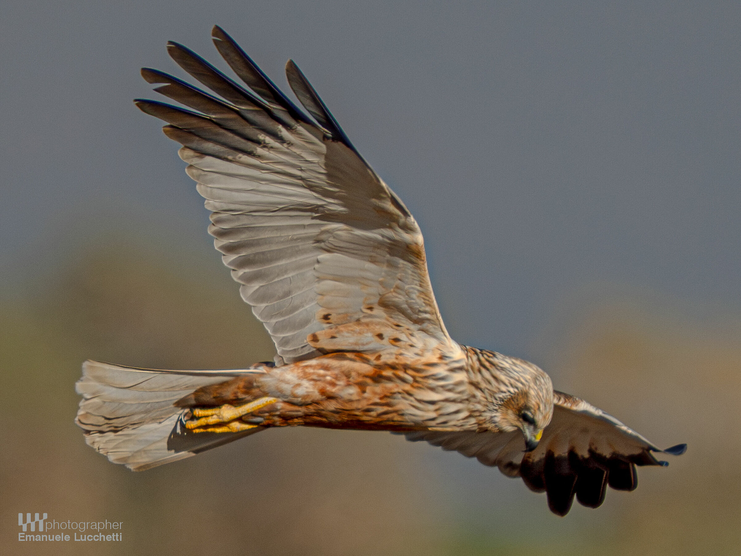 Marsh Harrier (Bad)