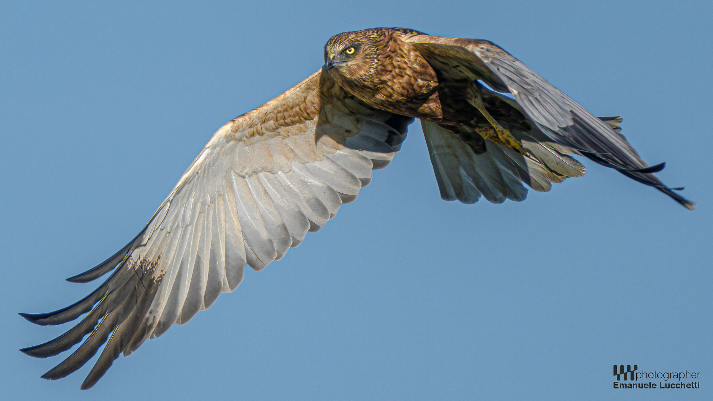 Marsh Harrier (Bad)