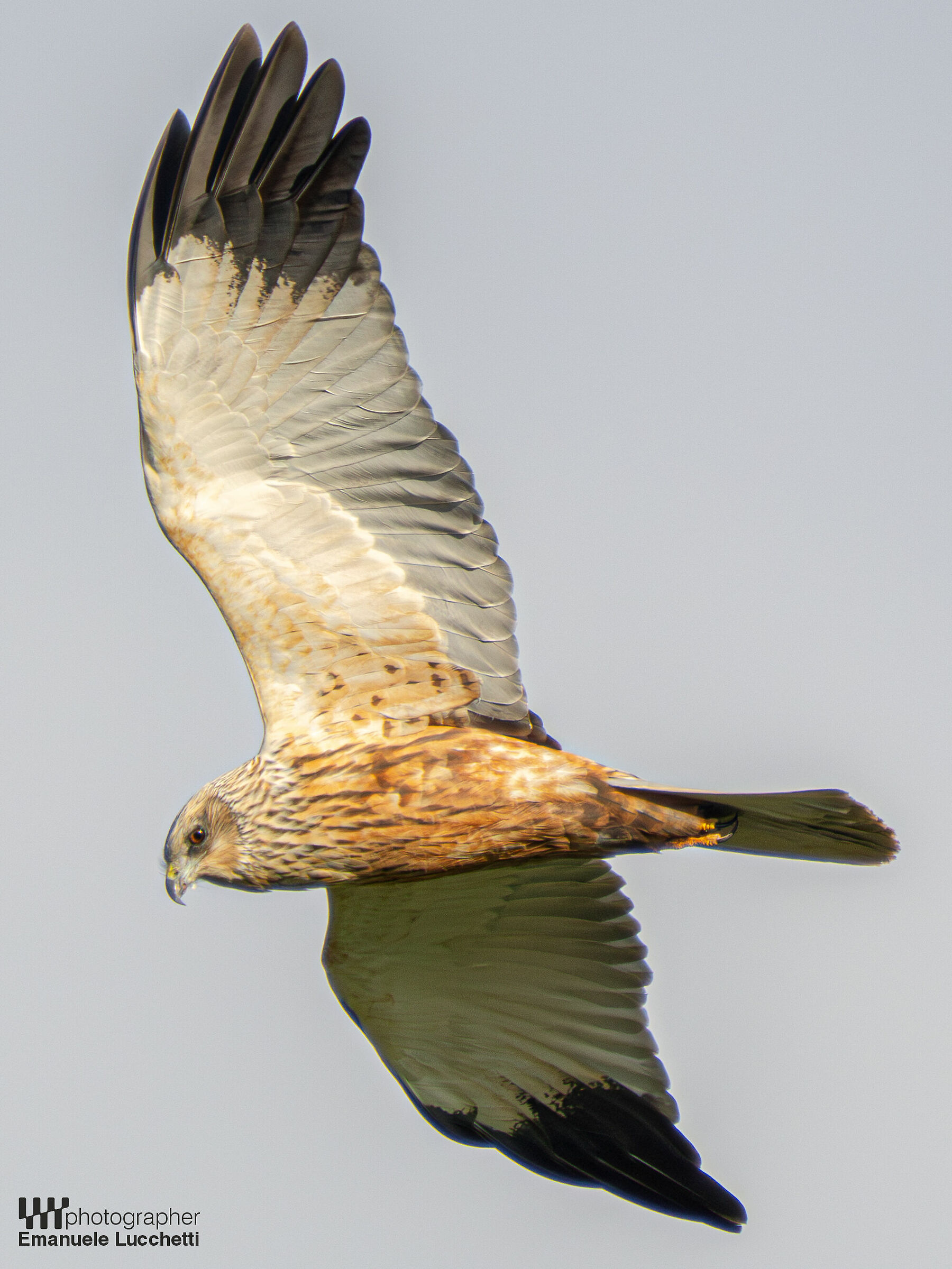 Marsh Harrier (Bad)