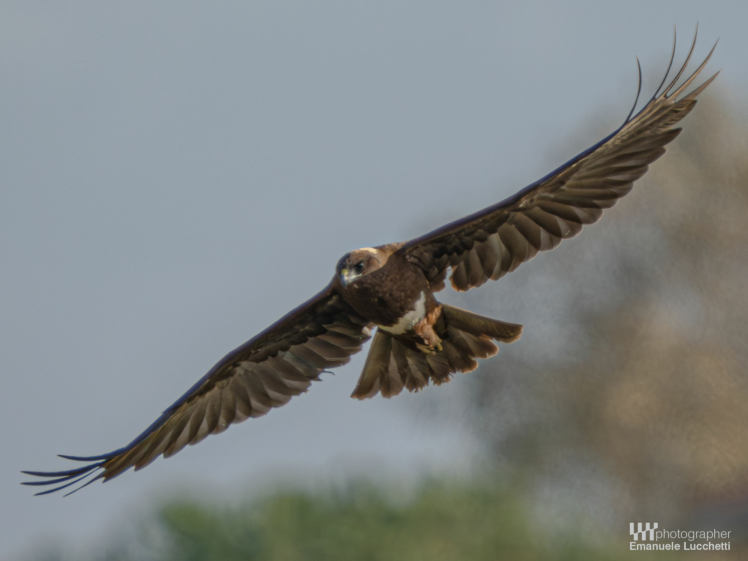 Marsh Harrier (Bad)