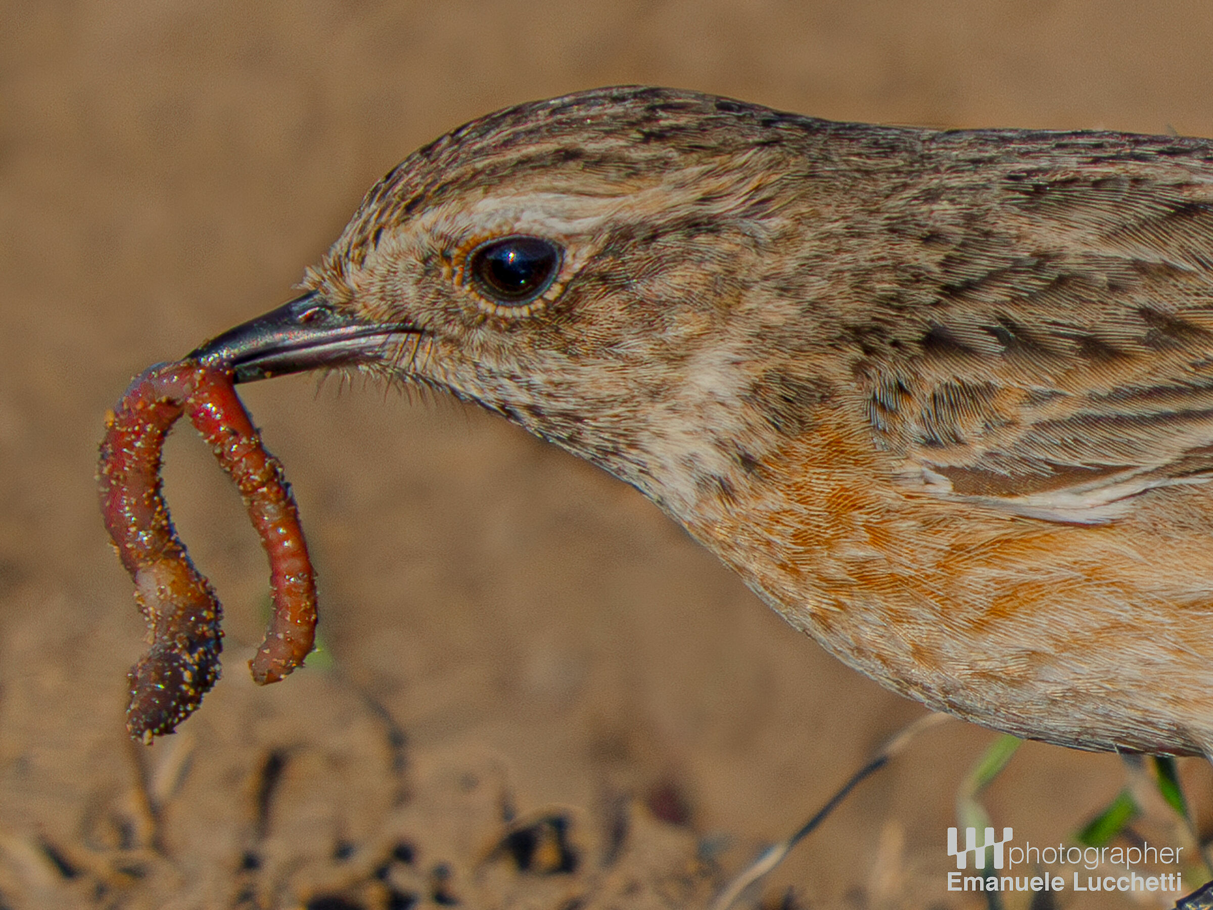 Saltimpalo (femmina)