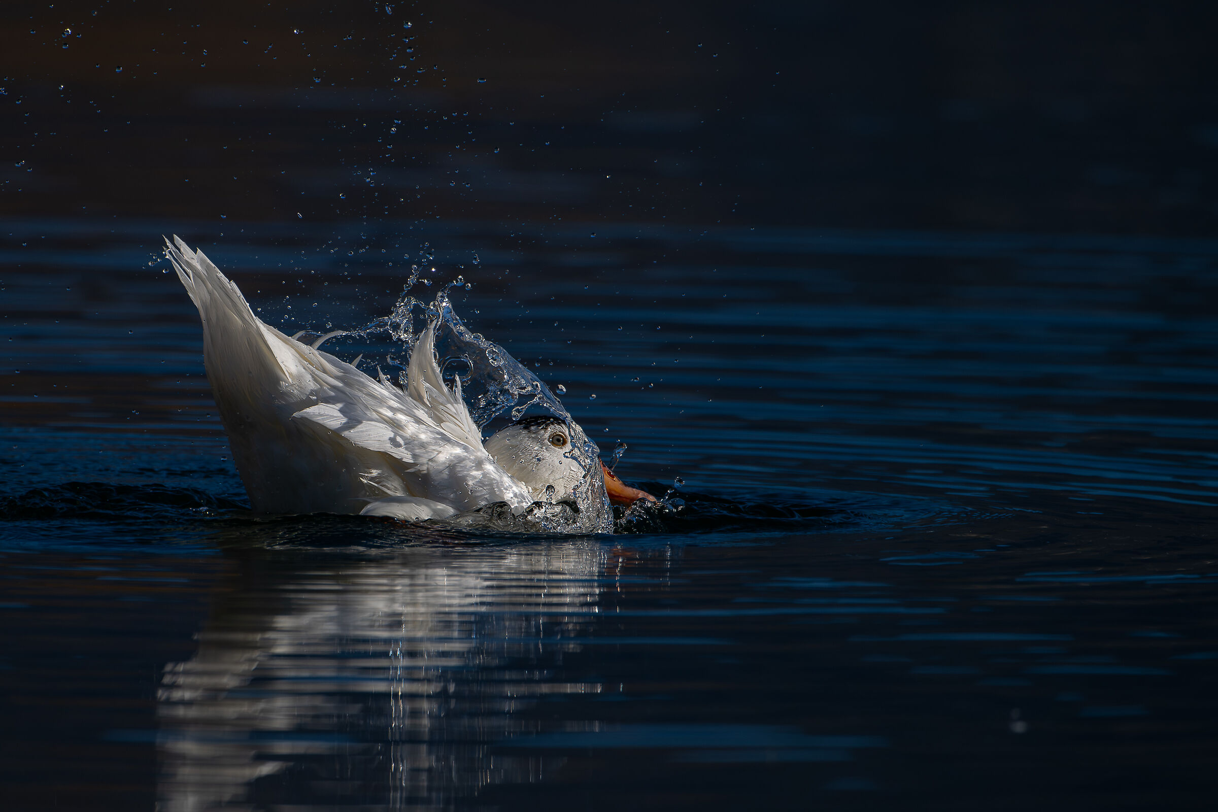 Anatra domestica Ibrida Lombardia Gennaio 2024