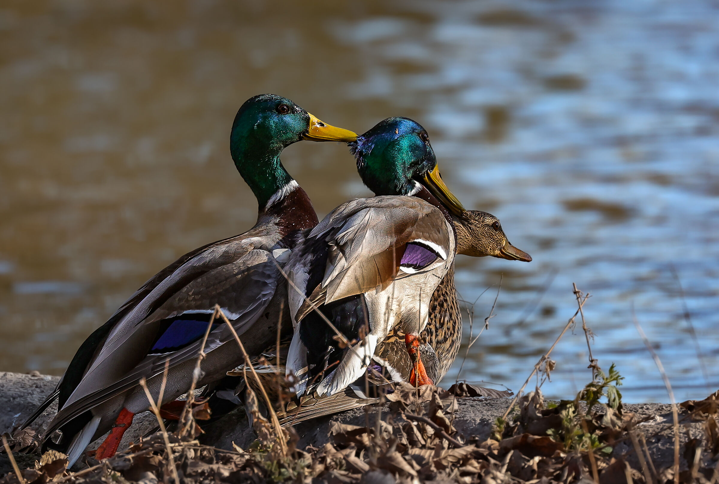 He kisses her, kissing him