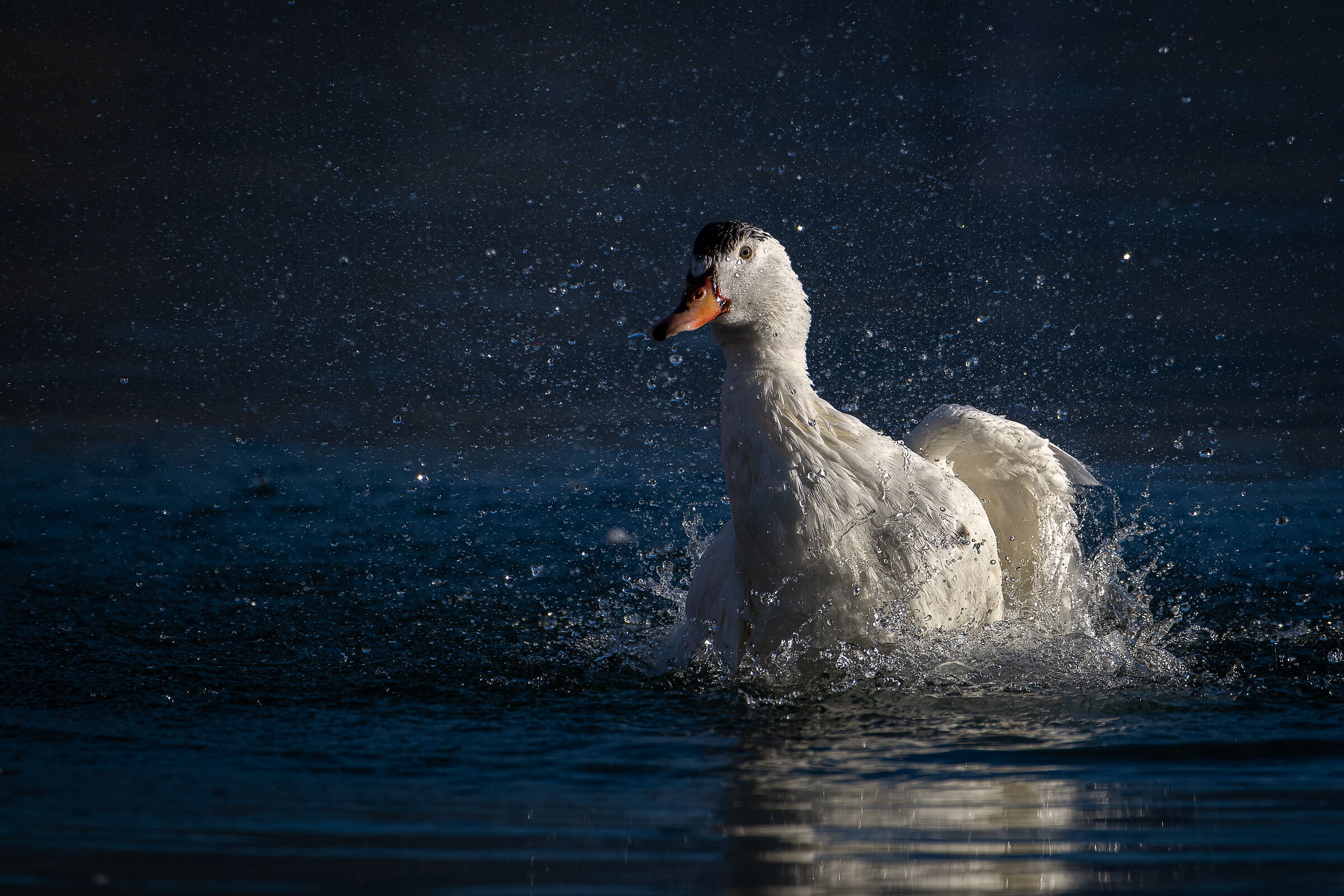 Anatra domestica Ibrida Lombardia Gennaio 2024
