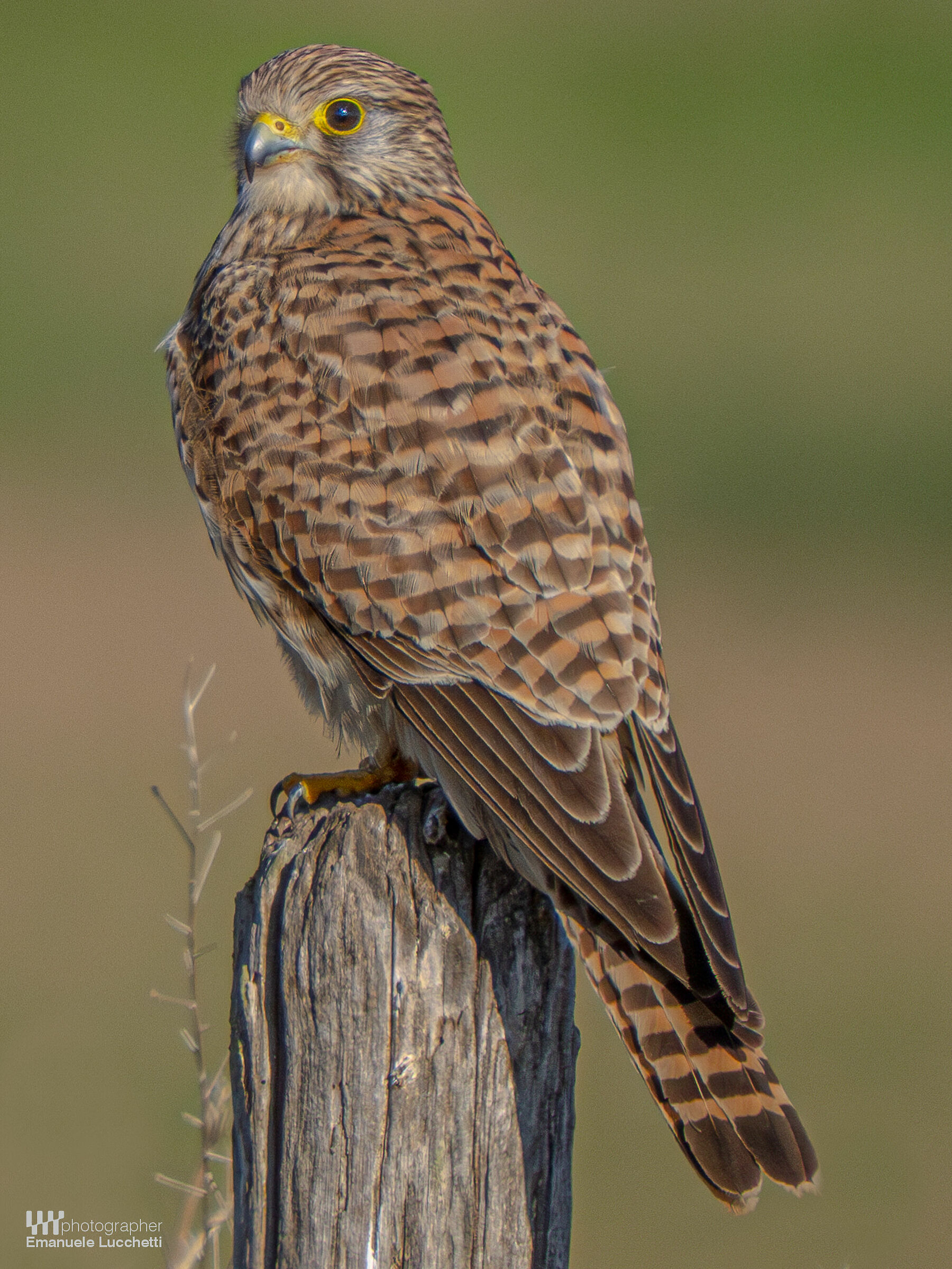 Gheppio (f) con topo