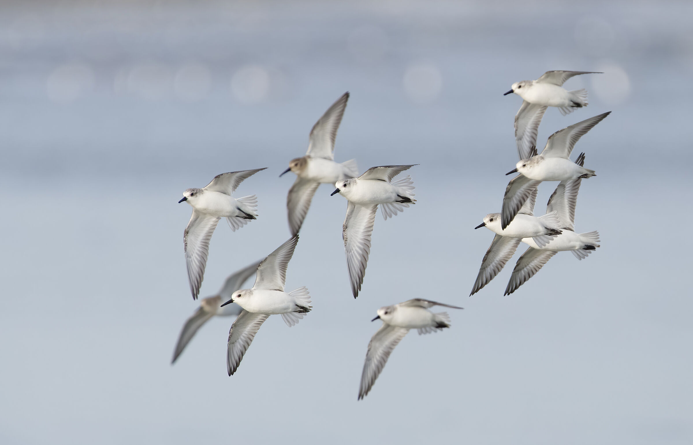 Sandpipers in flight (three-toed sandpiper and black-bellied...