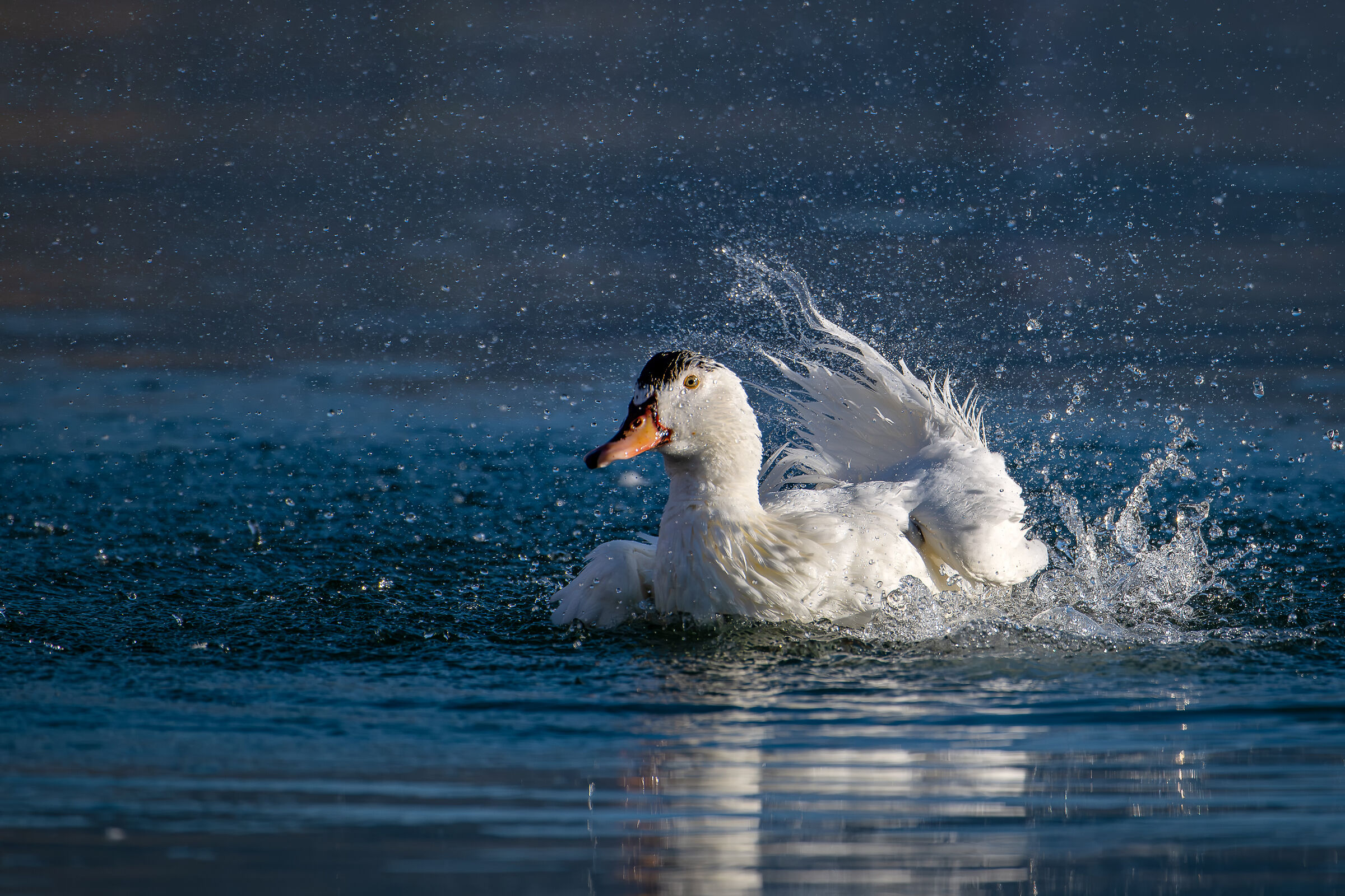 Anatra domestica Ibrida Lombardia Gennaio 2024