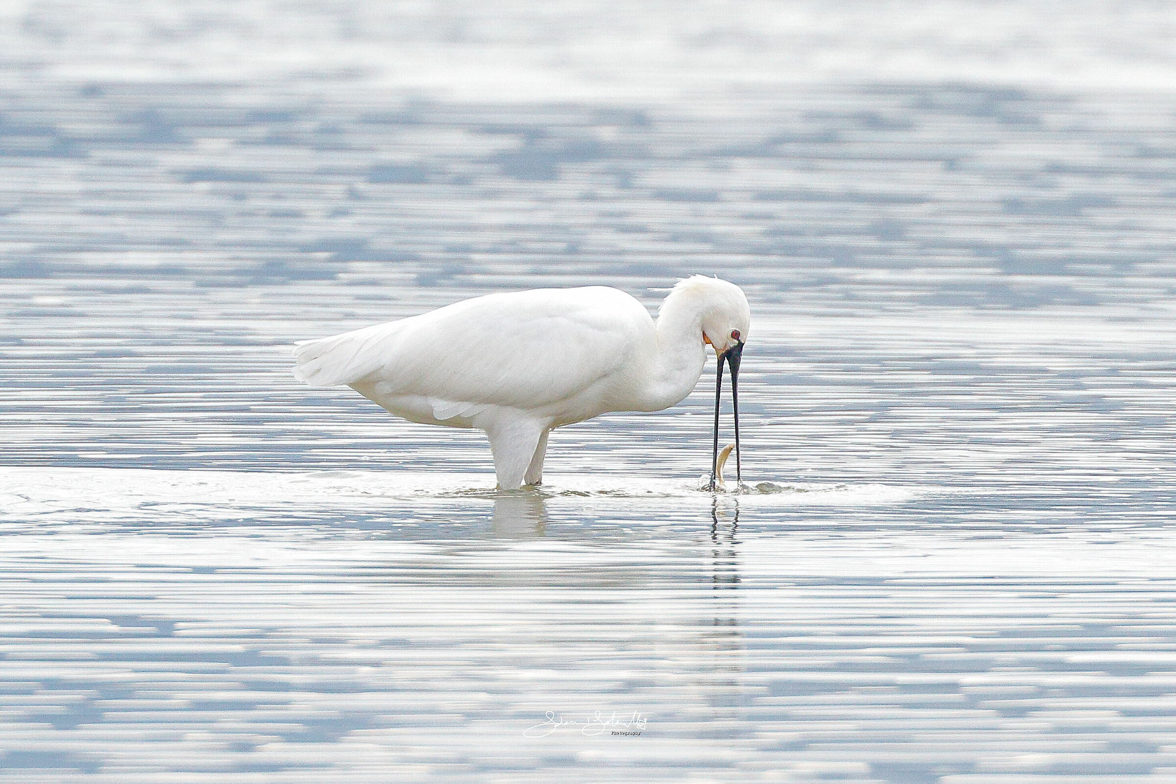 Al Volo! (Platalea leucorodia, linnaeus, 1758)