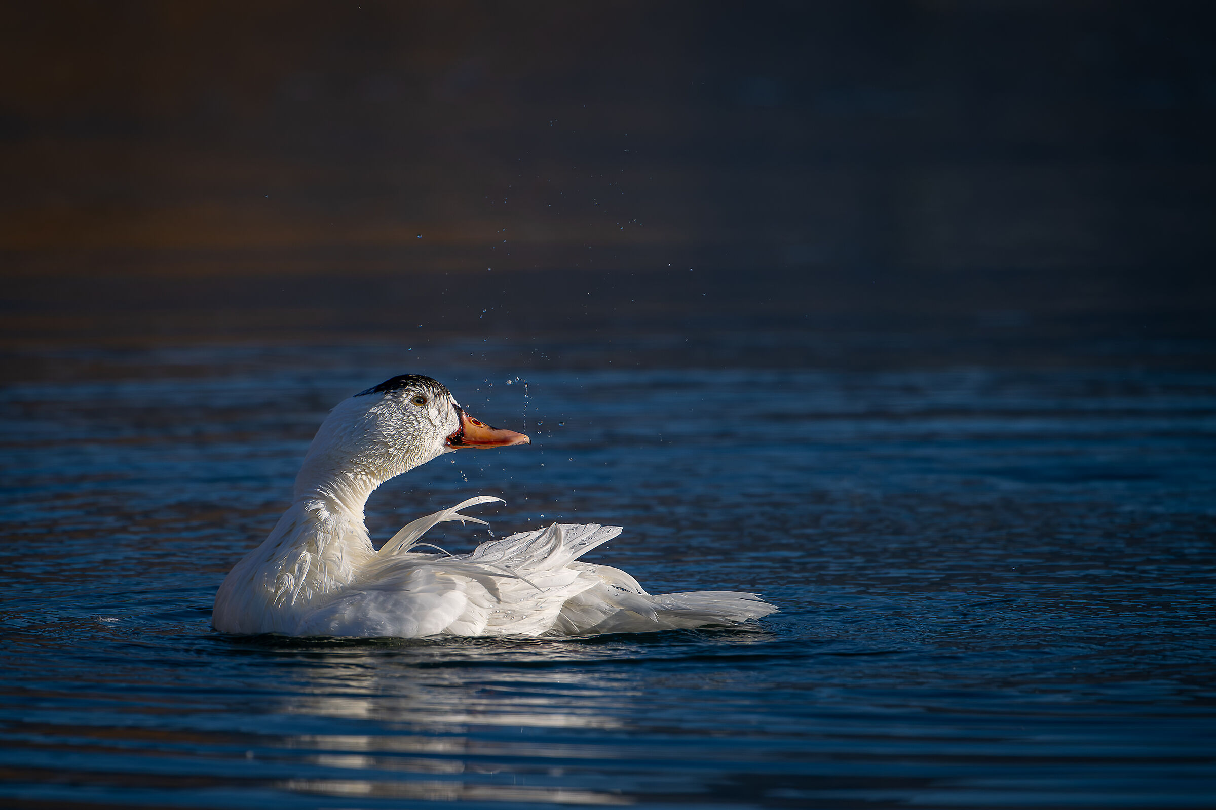 Anatra domestica Ibrida Lombardia Gennaio 2024