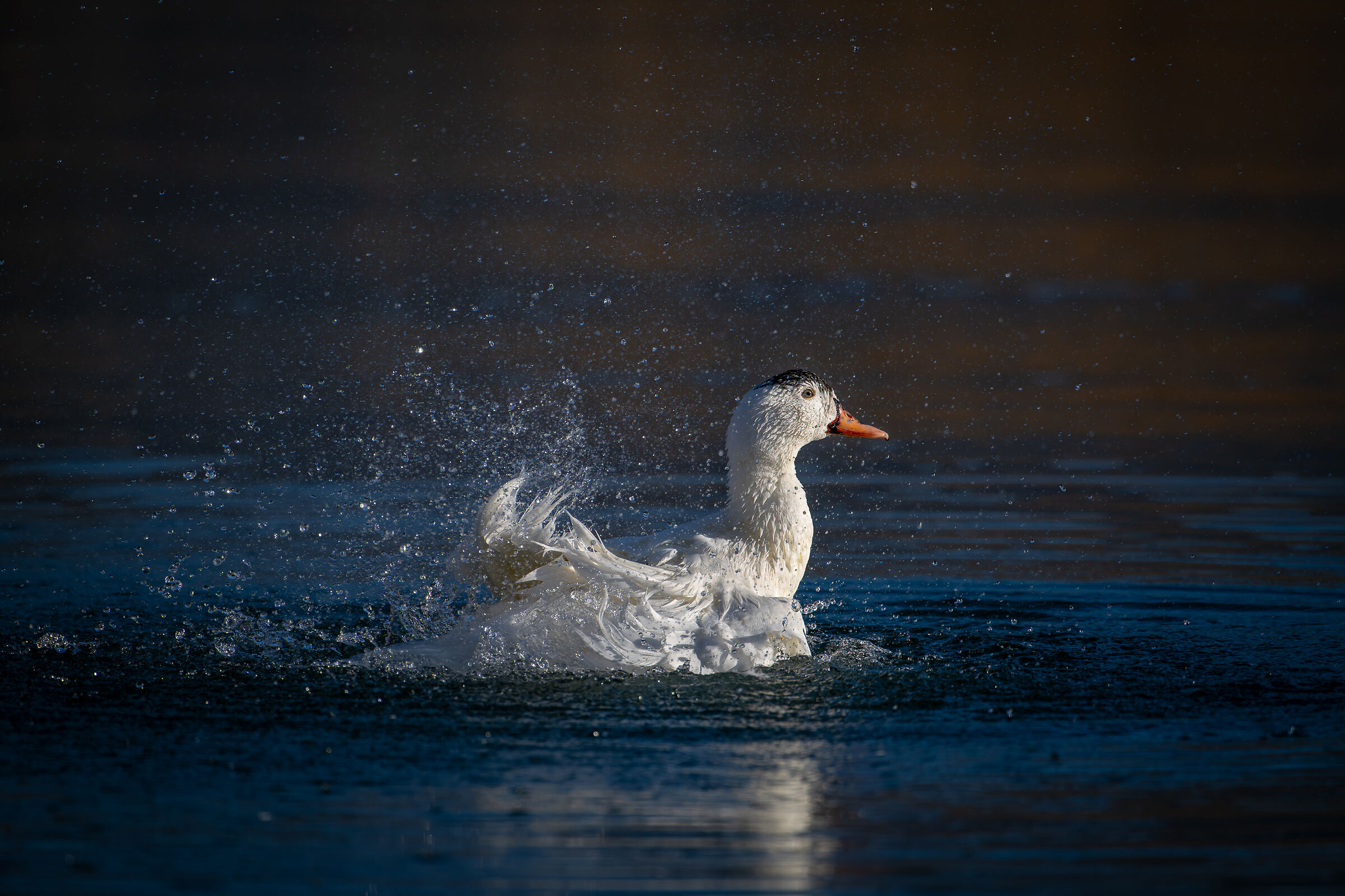 Anatra domestica Ibrida Lombardia Gennaio 2024