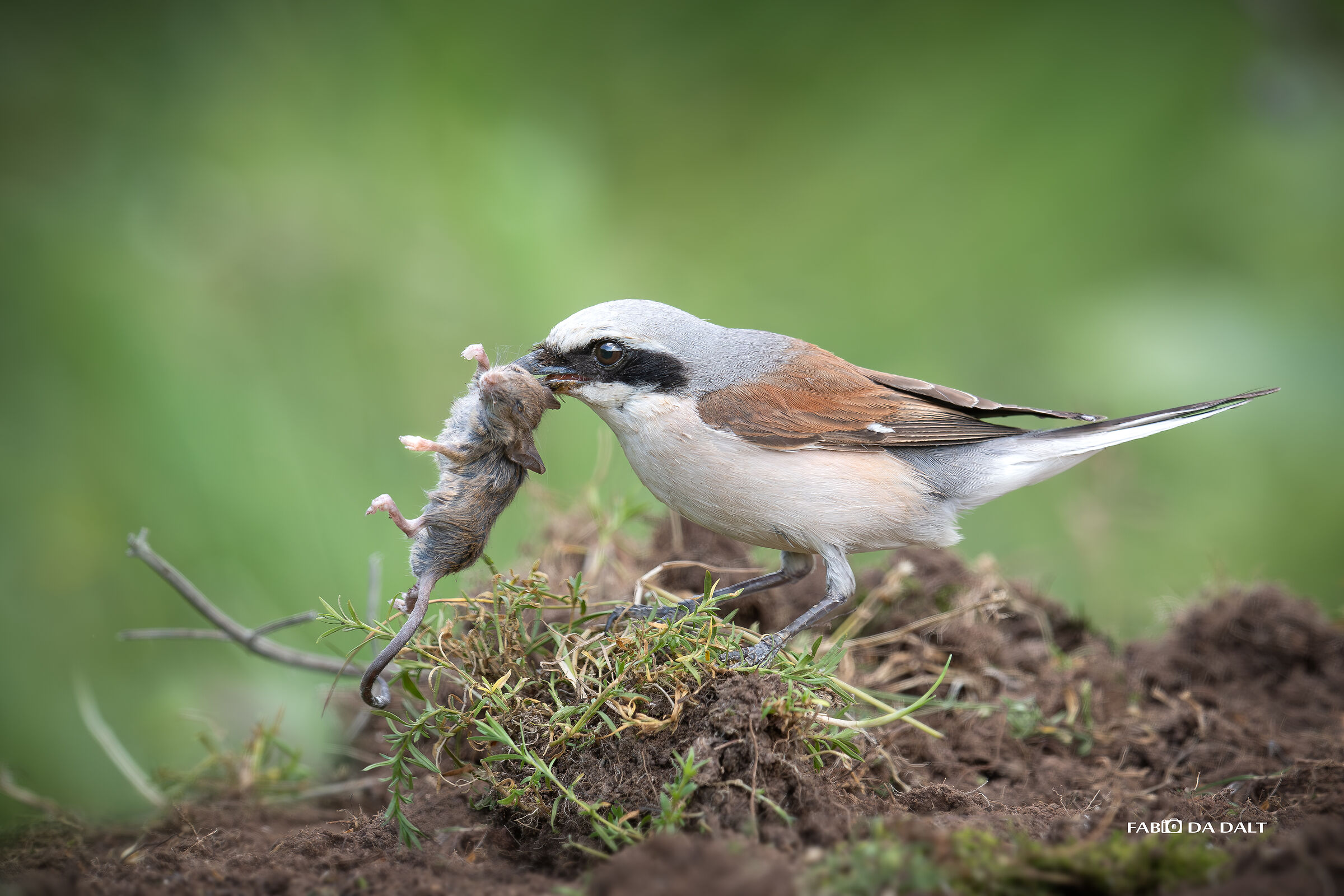 Red-backed shrike