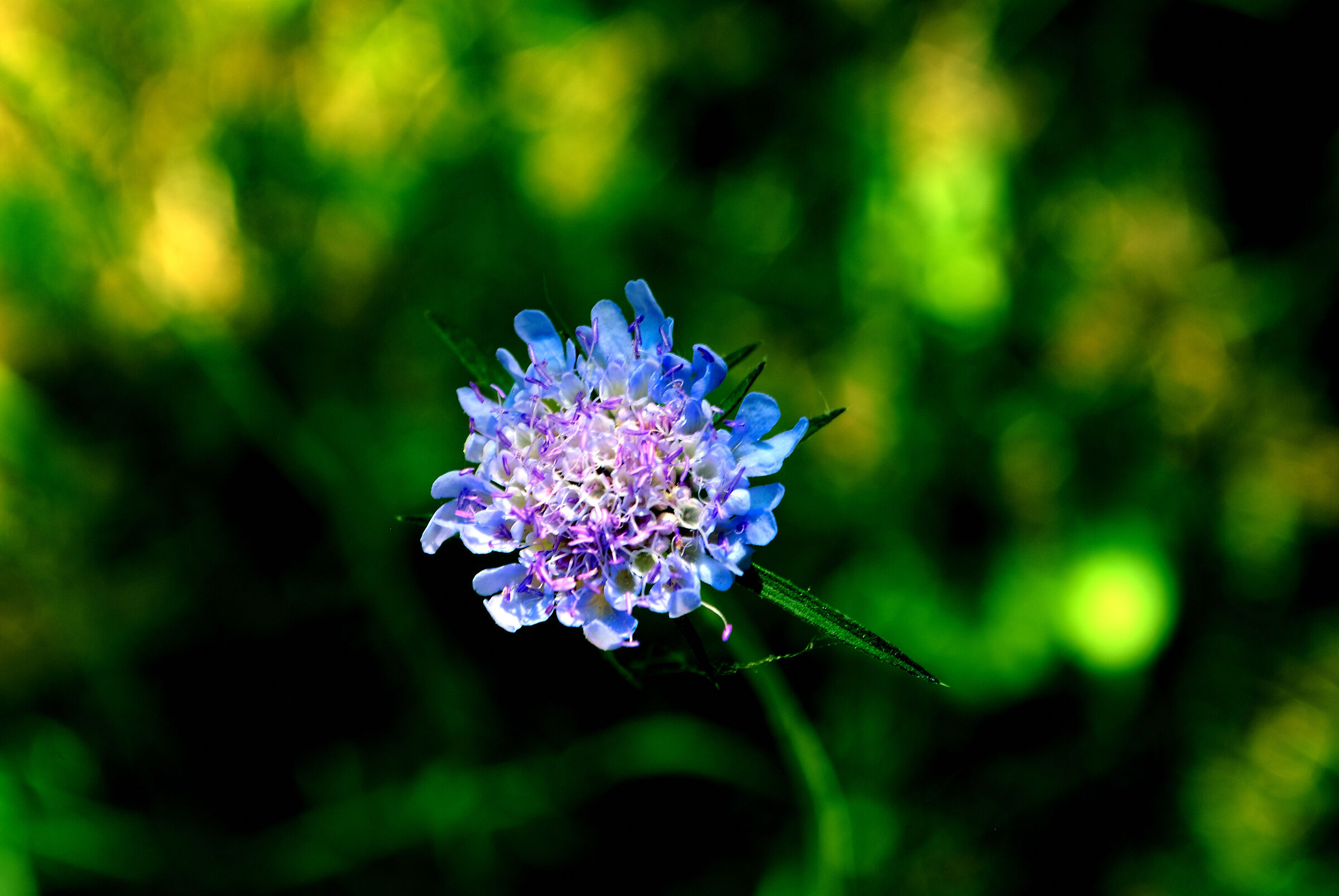 Like flowers