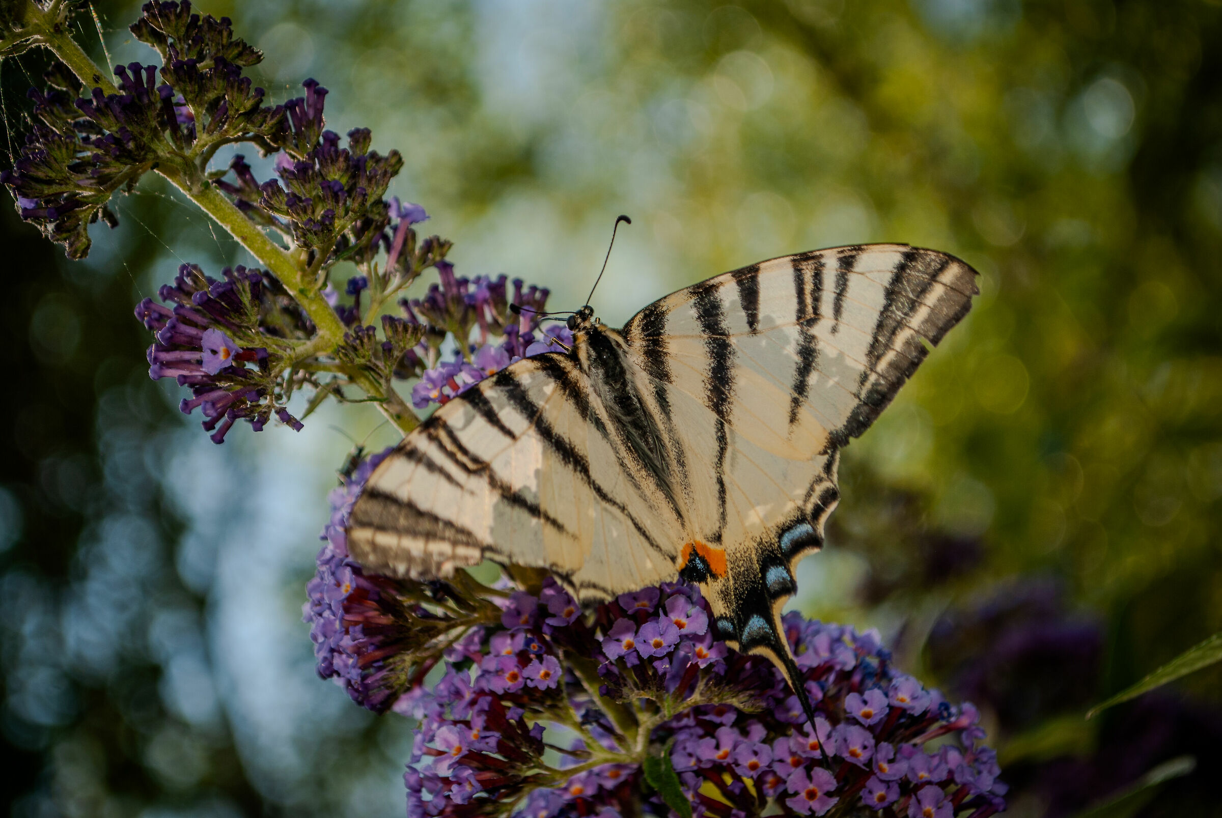 Butterfly love
