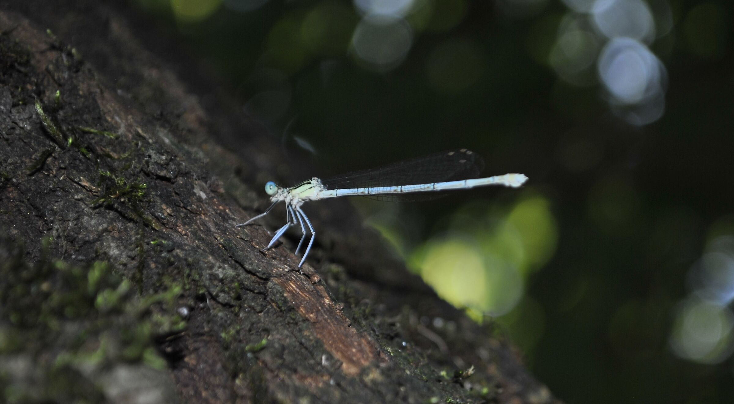 Dragonfly