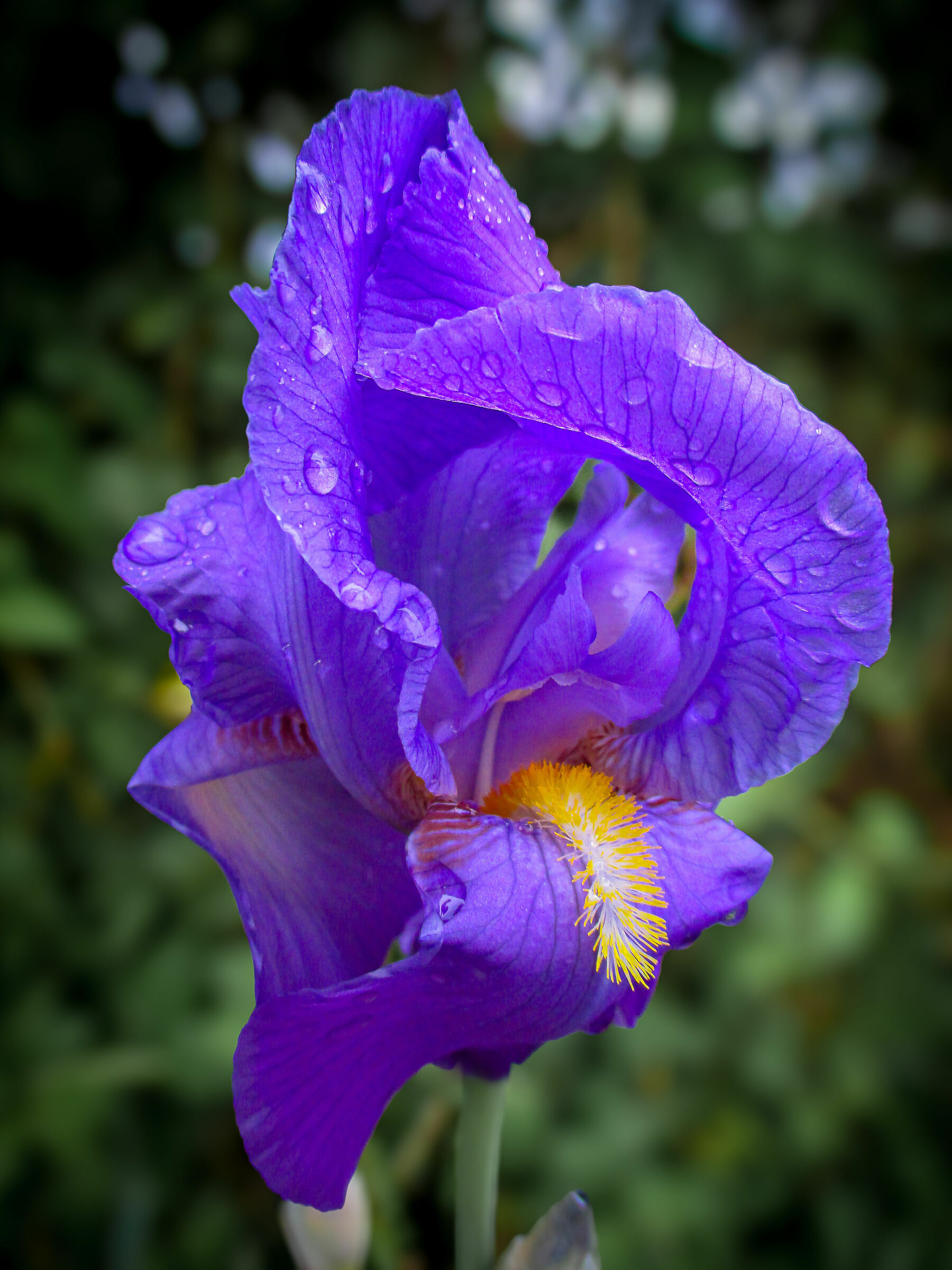 Iris