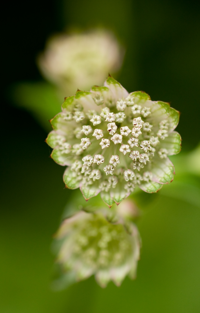 Astrantia principale