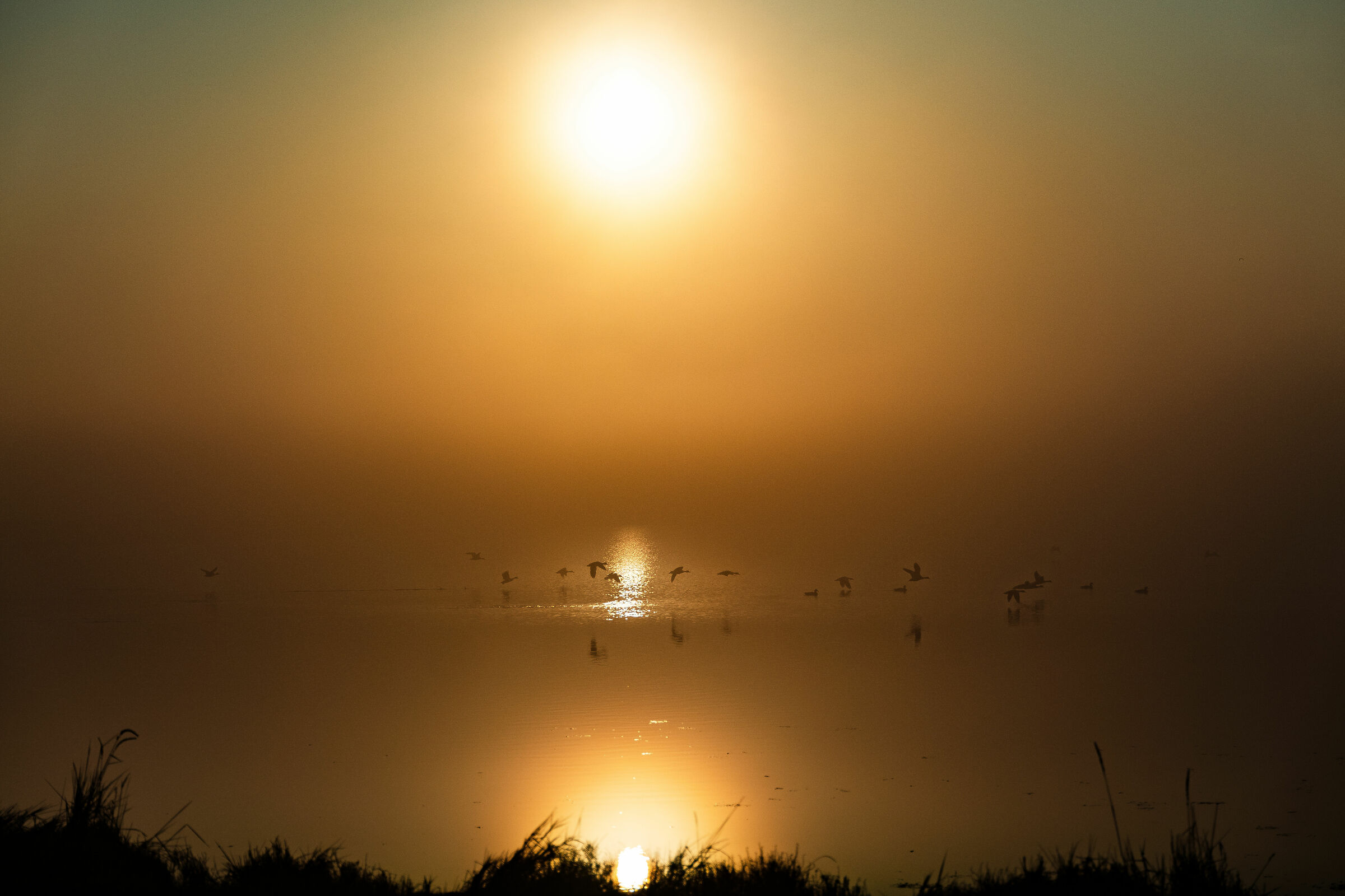 Alba sotto la nebbia